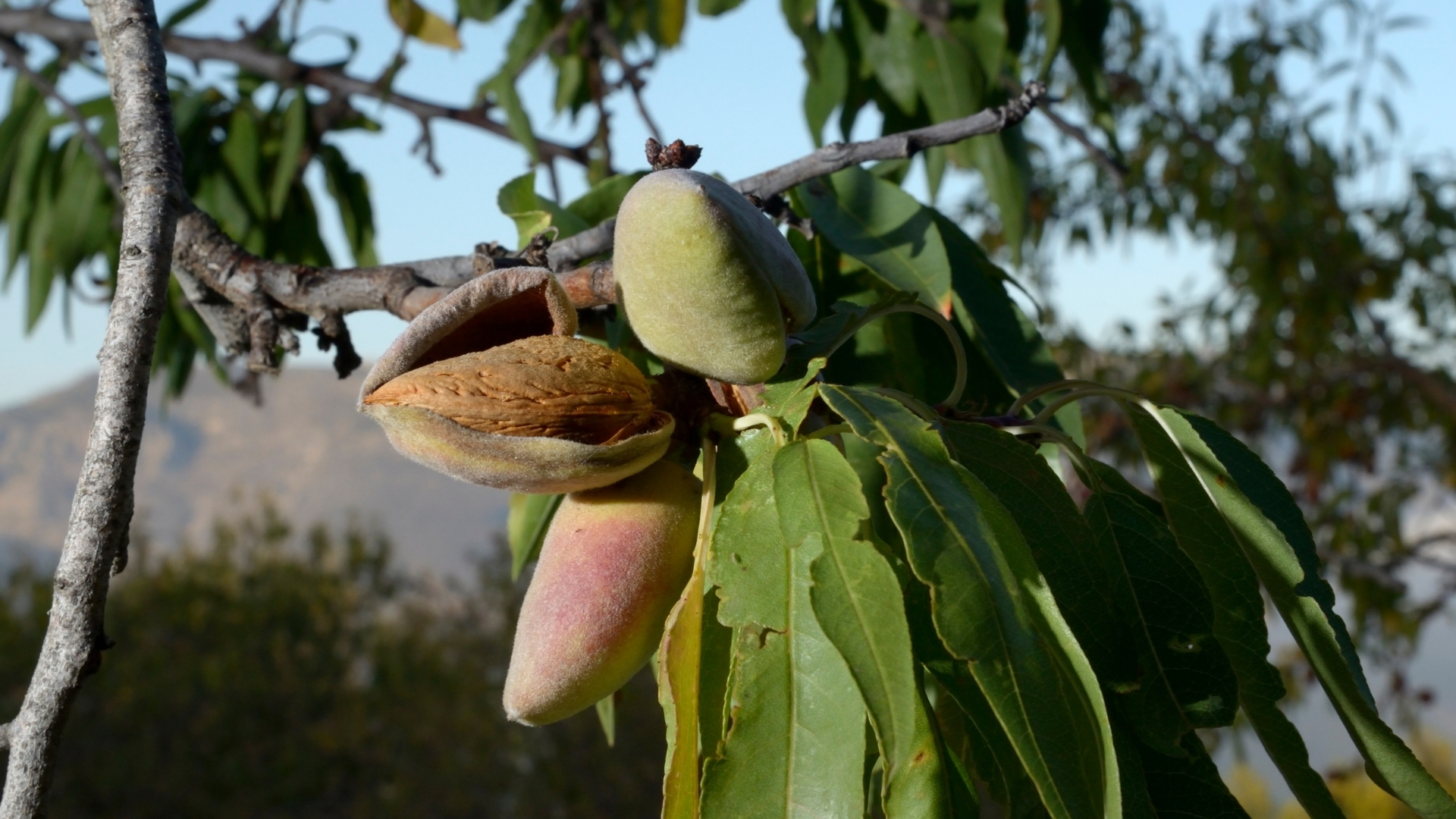 Almendros