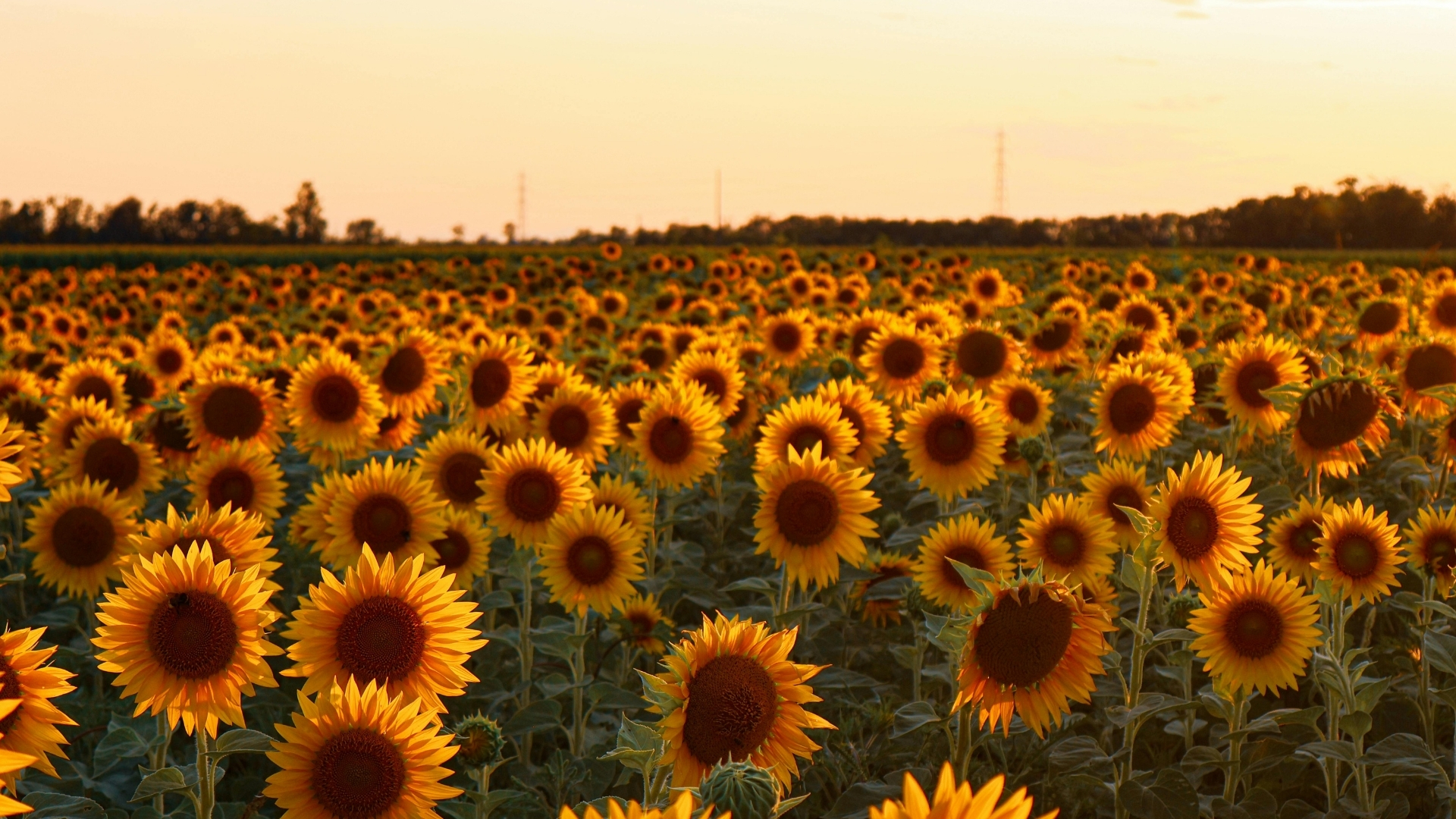 Campo de girasoles