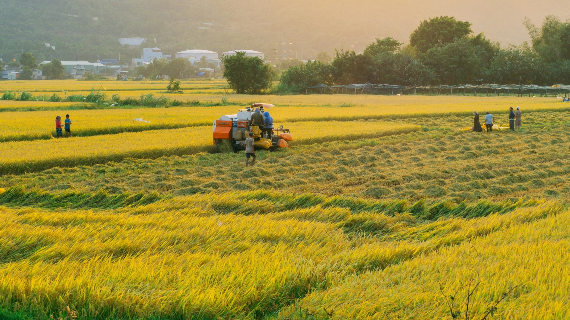 Campo de arroz