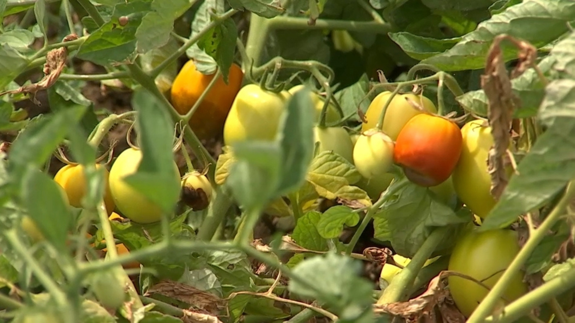 Tomates finca Cycitex
