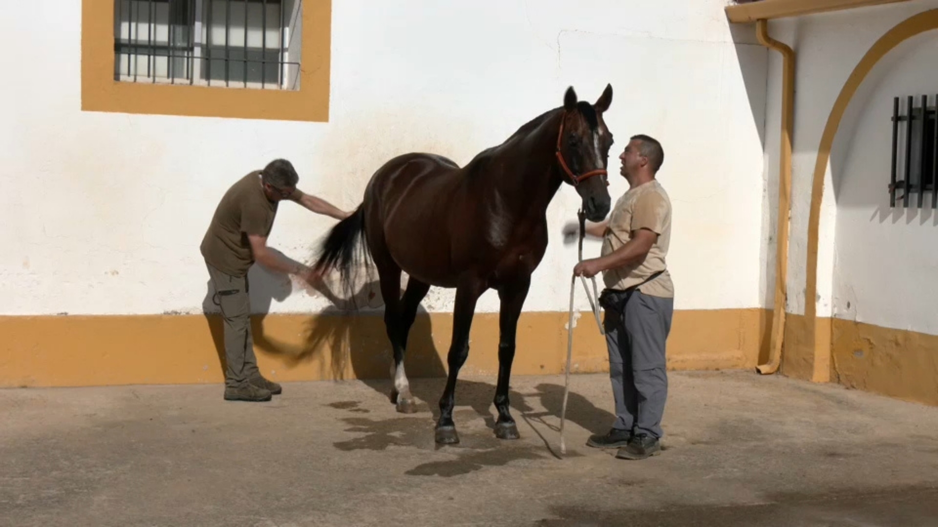 Caballo. Centro de Selección y Reproducción Animal 