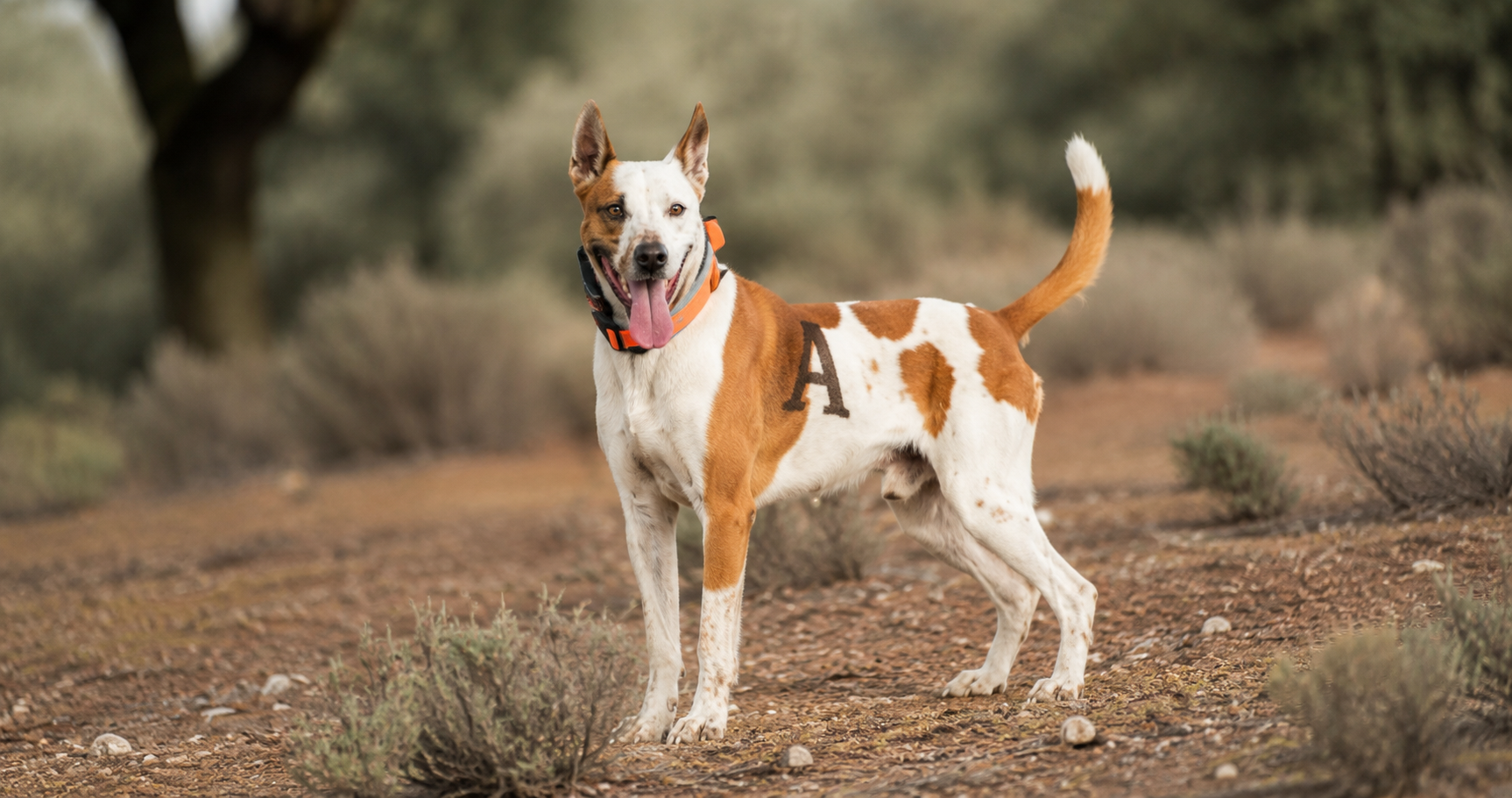 PERRO DE MONTERIA
