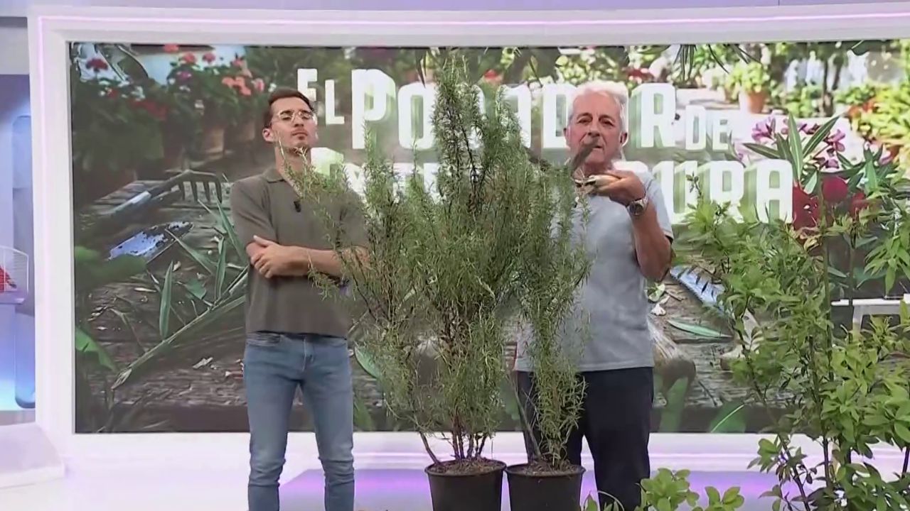 PODA