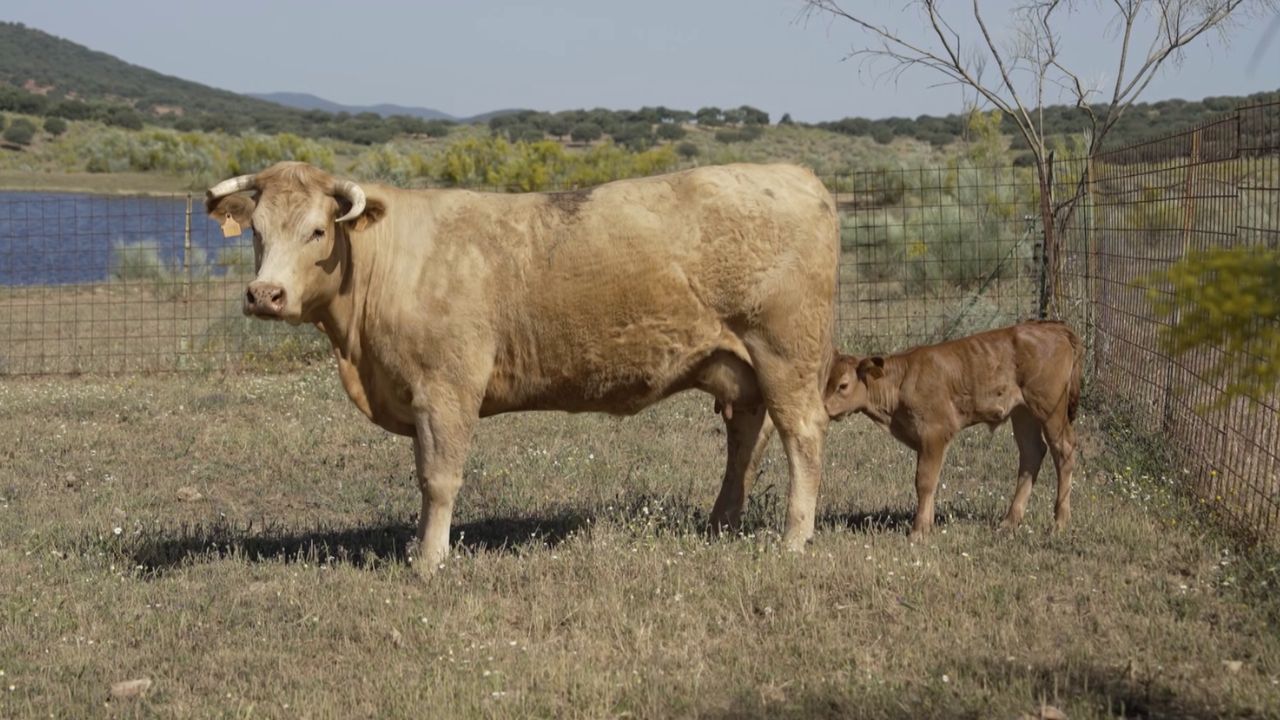 Problema en una vaca
