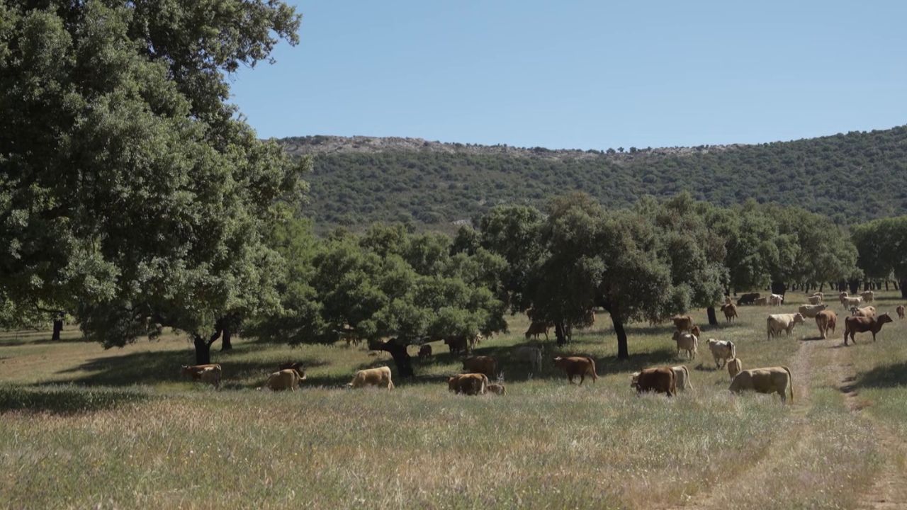 Vacas en la sierra
