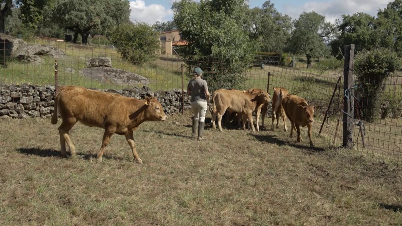 Marifé separando terneros