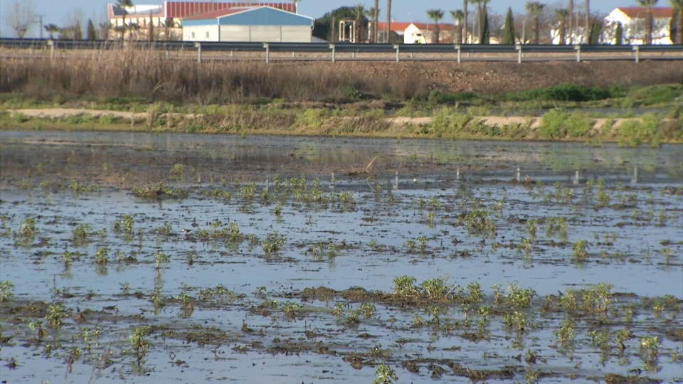 El virus del Nilo, bajo vigilancia en Extremadura