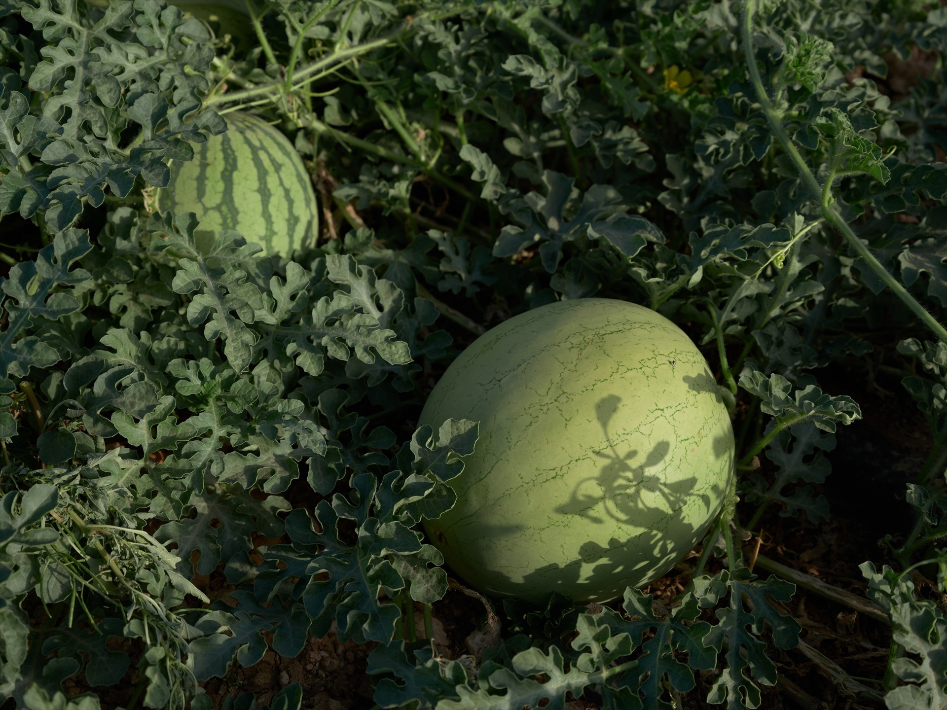El calor extremo daña la cosecha de melón y sandía en Extremadura
