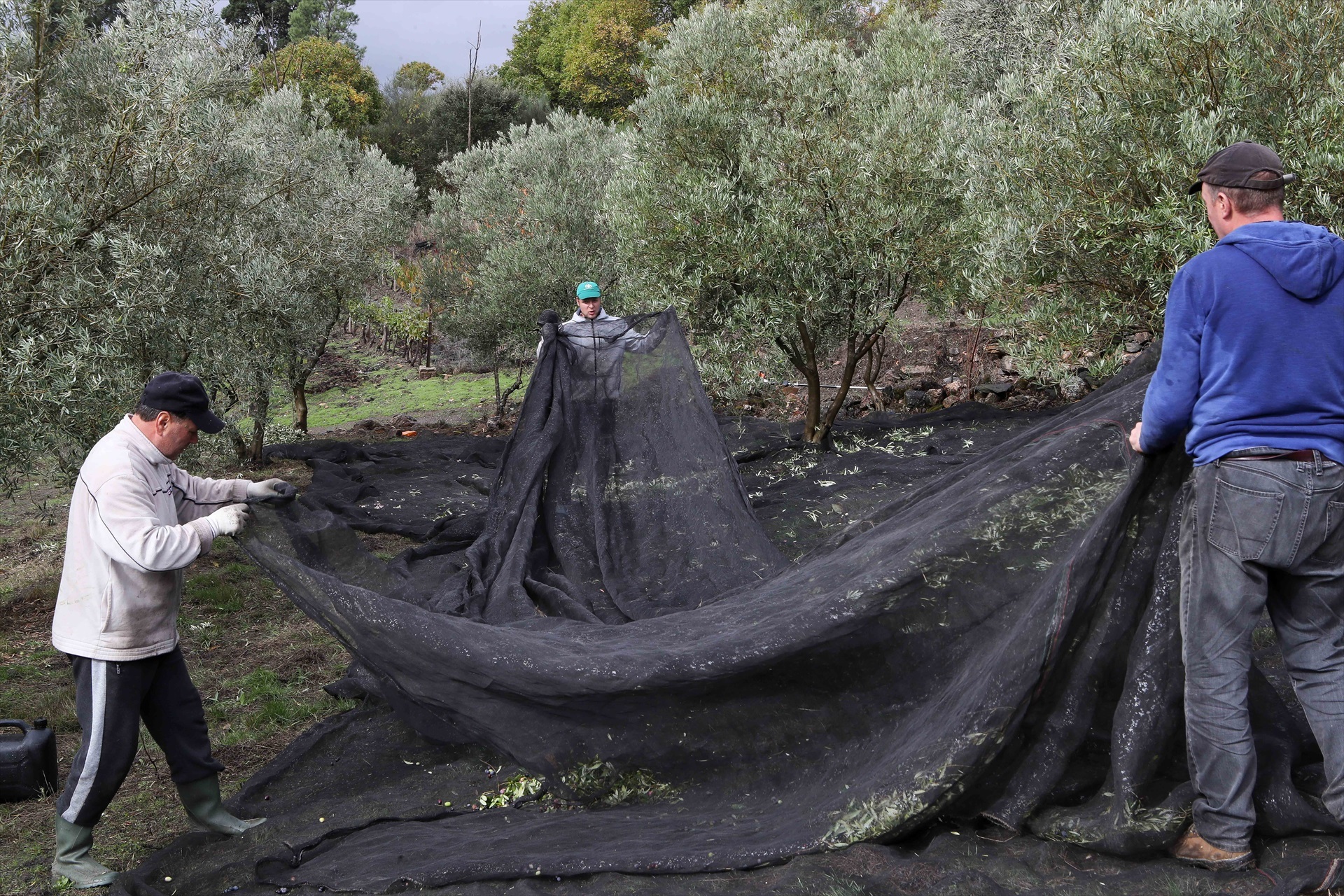 AGRICULTURA
