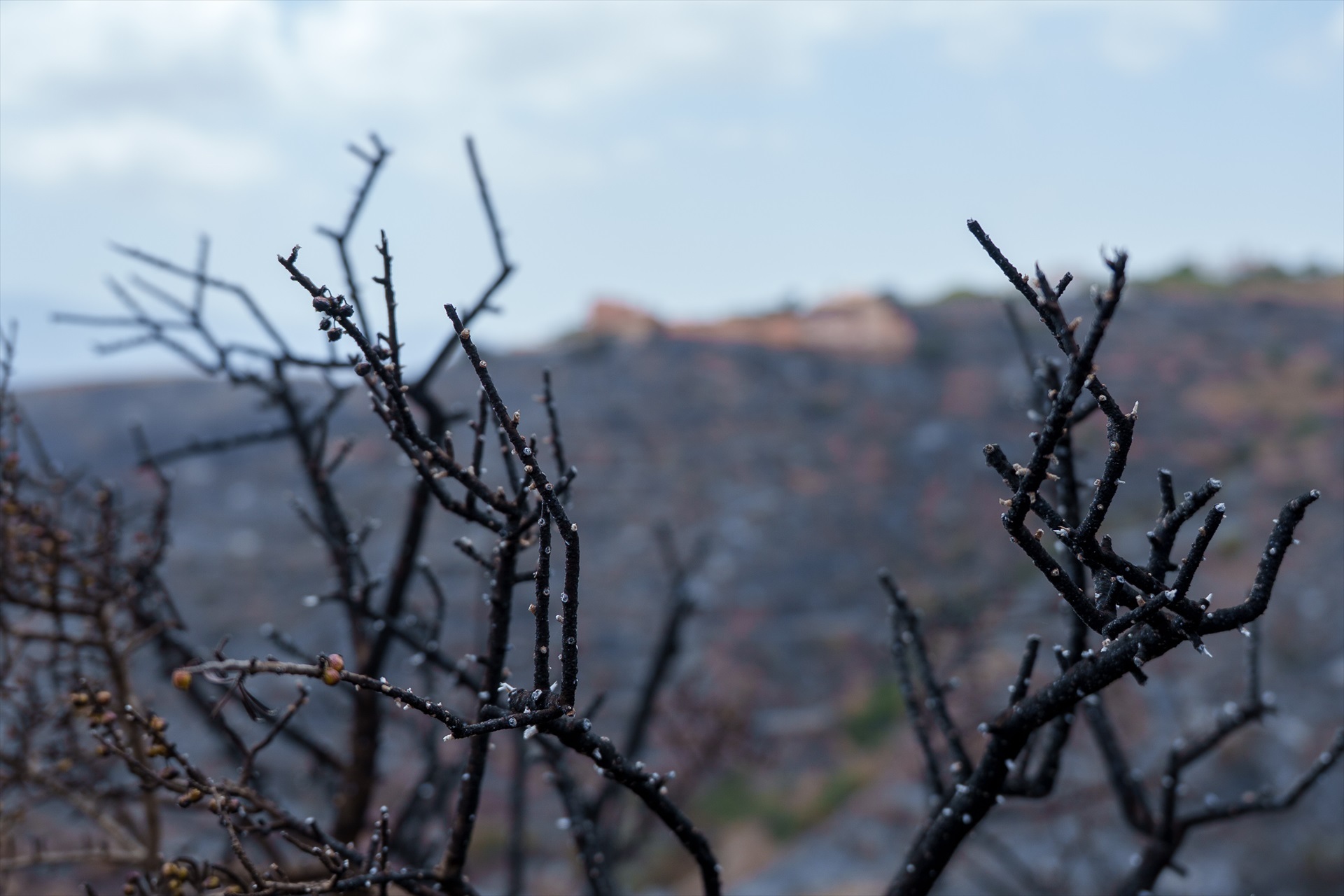  Zona afectada por el paso del incendio de Los Gallardos. A 11 de julio de 2026 en Almería 