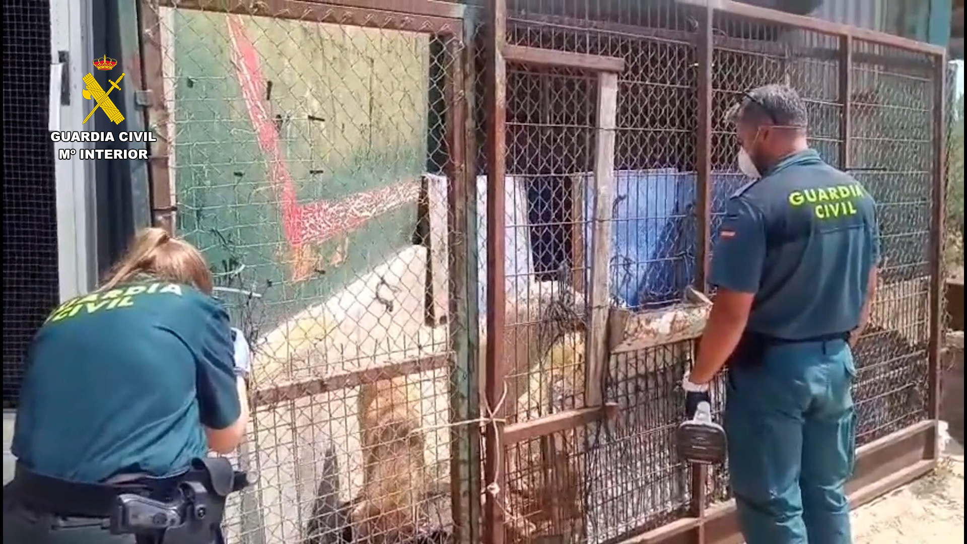 La Guardia Civil investiga a un vecino de Villafranca de los Barros (Badajoz) como presunto autor de un delito continuado de maltrato y abandono animal