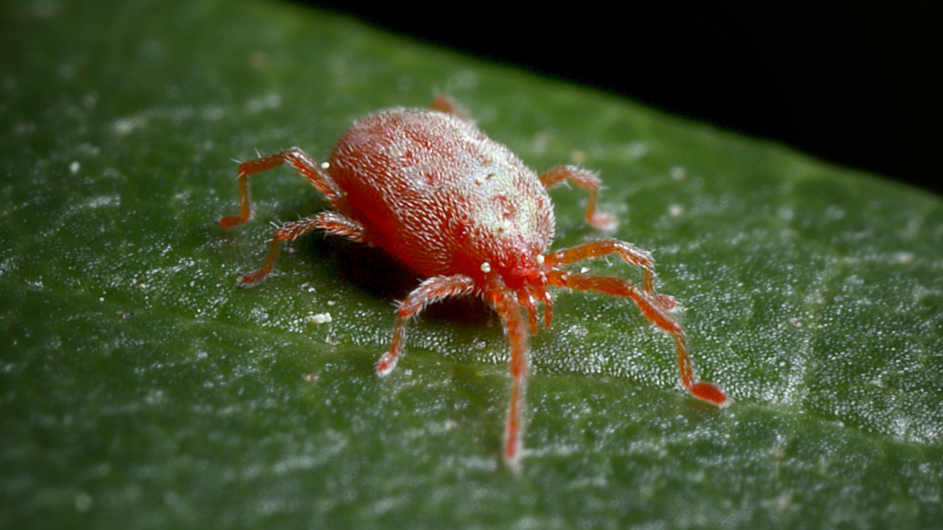 La araña roja del tomate
