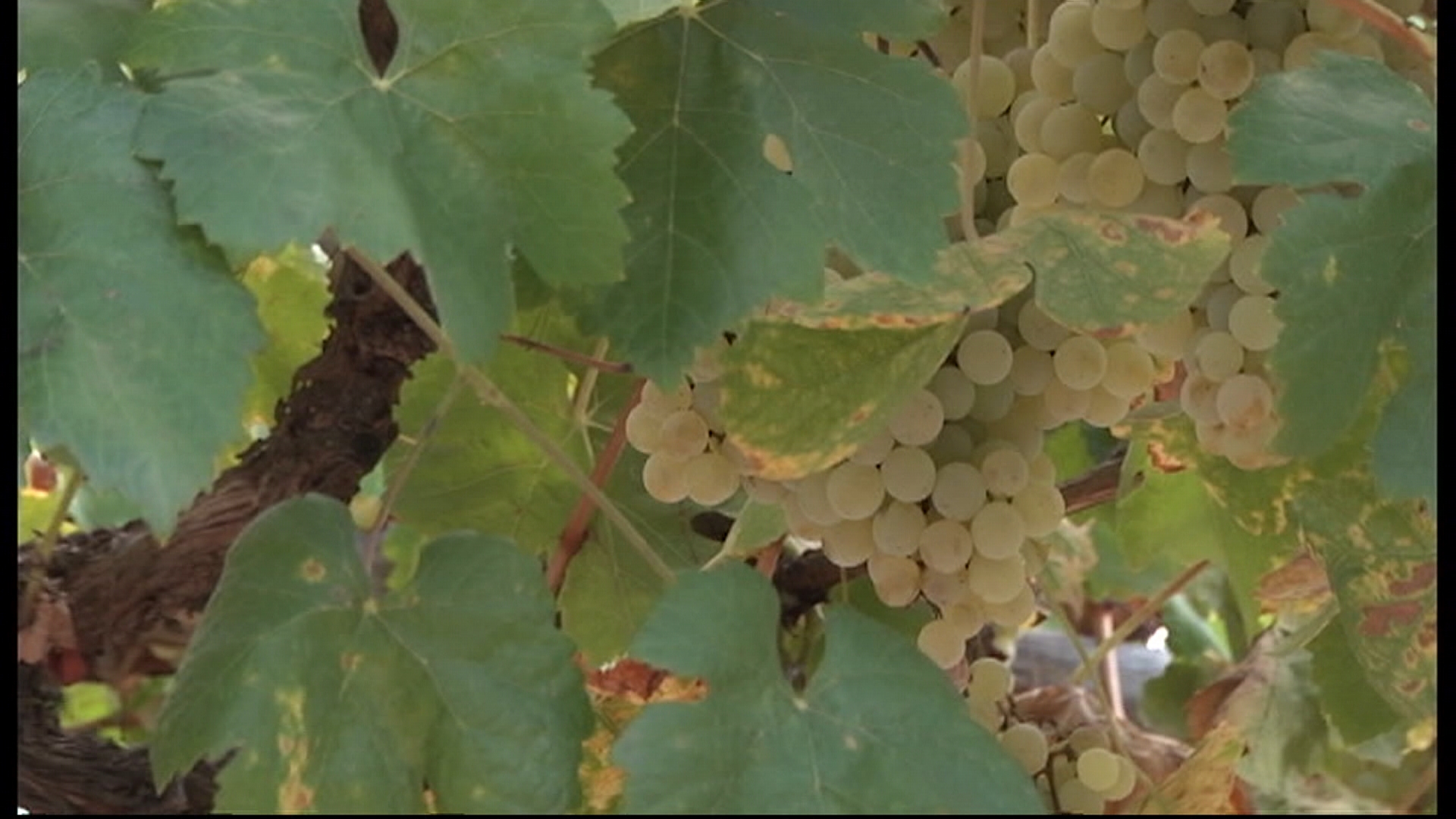 Su colección supera ya las 300 variedades de árboles frutales, entre ellas manzanos, perales, higueras, ciruelos, cerezos o membrilleros.