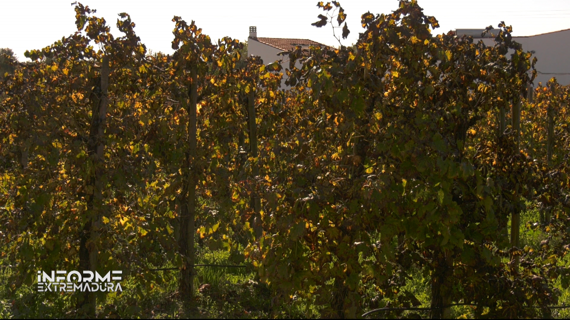 Cada año salen de sus instalaciones alrededor de 100.000 litros de vino