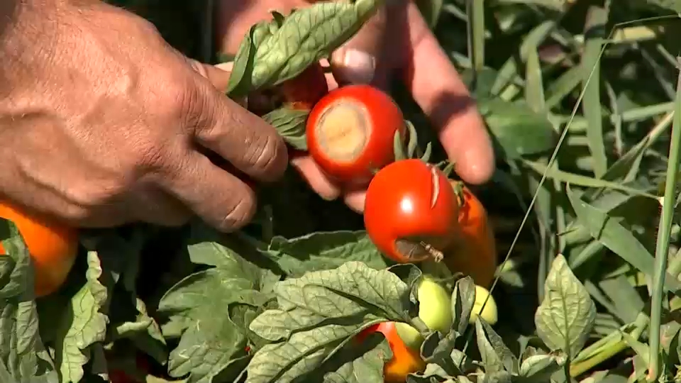 Tomate