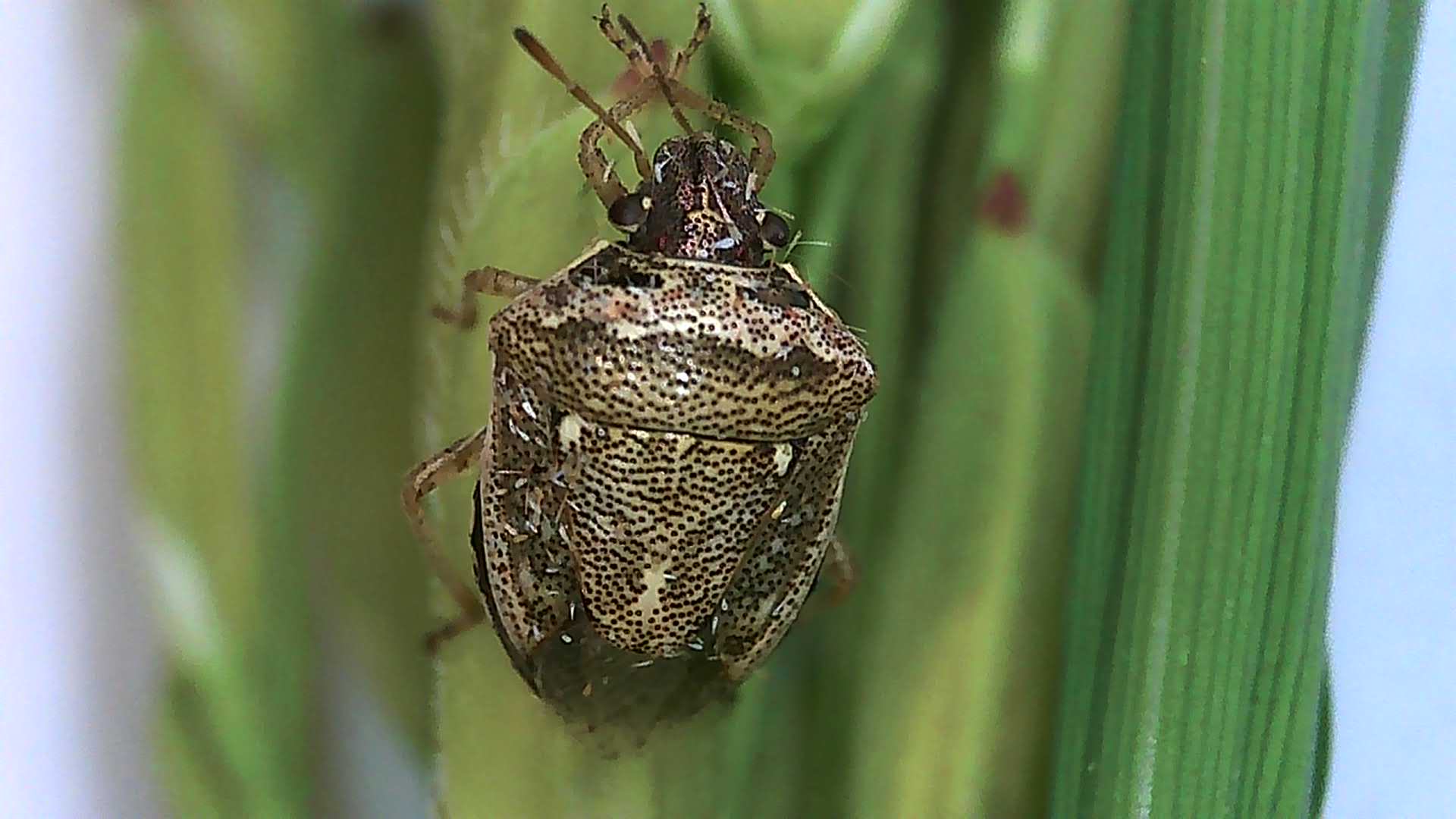 Extremadura inicia la campaña de tratamiento contra la pudenta del arroz en unas 20.000 hectáreas