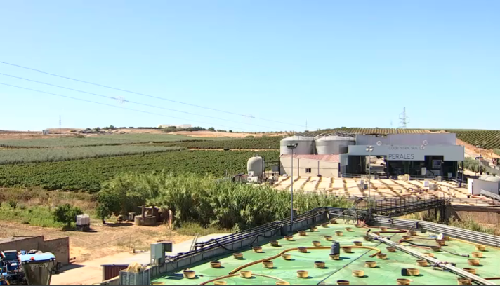 Cooperativa uva y aceituna