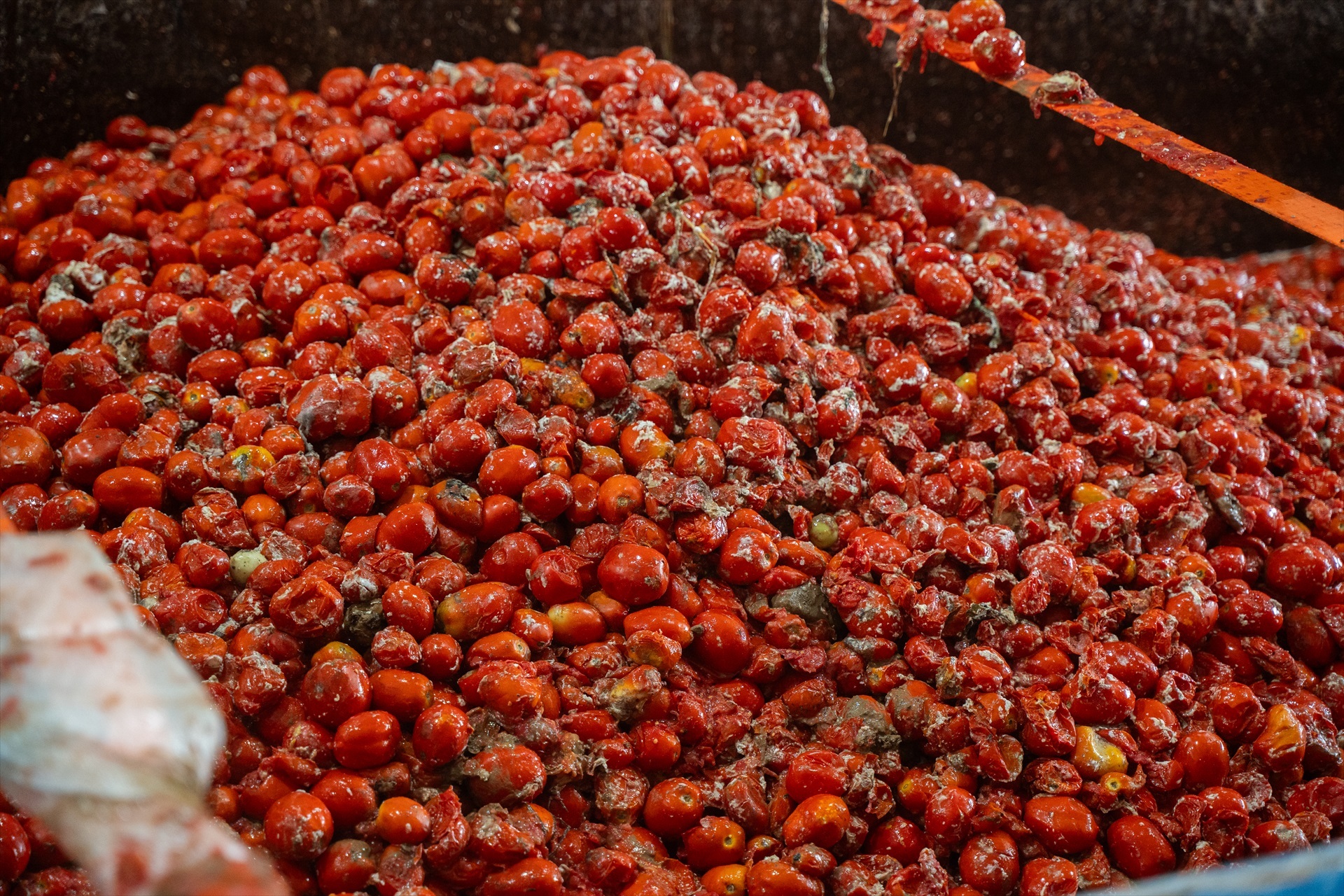 La Tomatina de Buñol (Valencia) contará con 150.000 kilos de tomates de cultivos de Badajoz