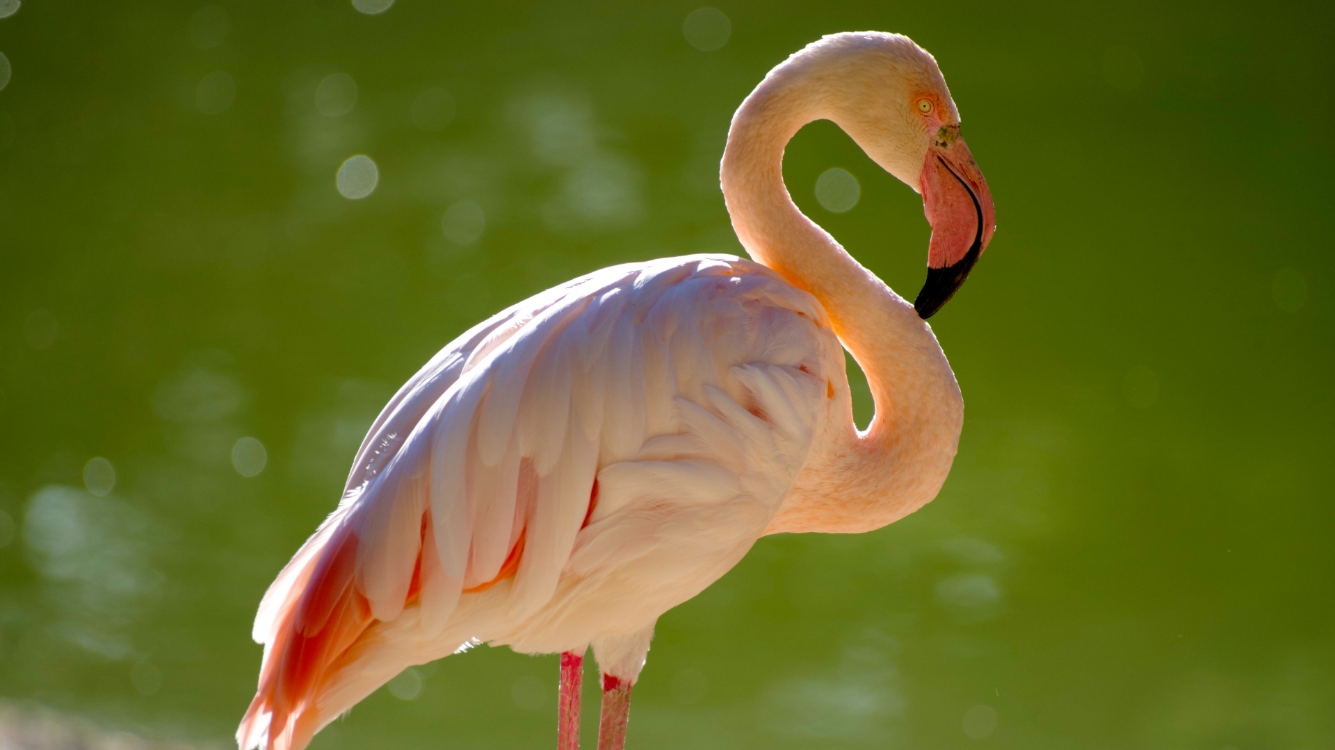 Flamencos en la Laguna Grande de La Albuera