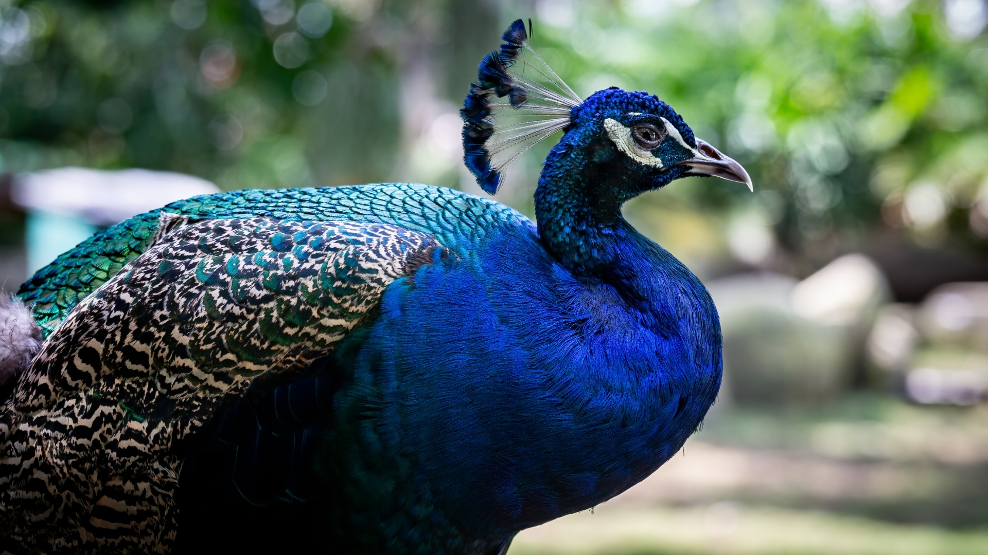 Pavo real