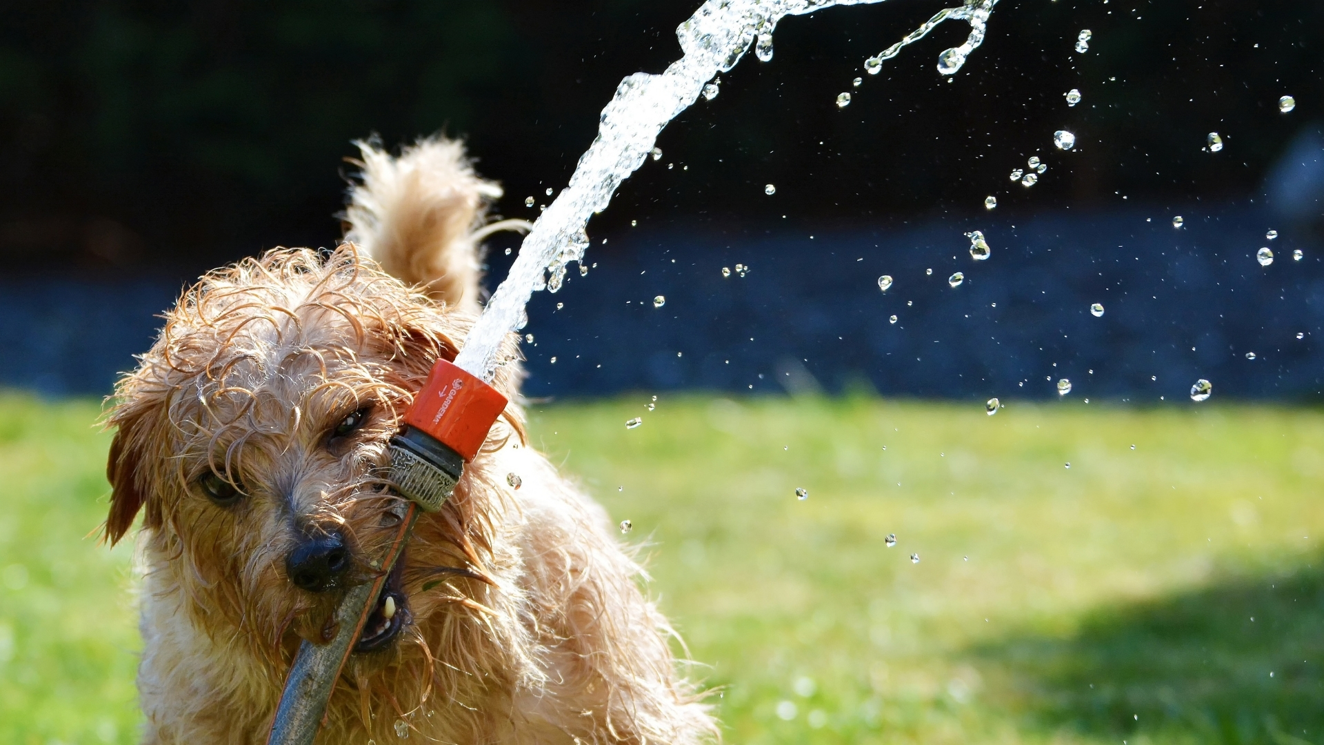 Perro con manguera refrescándose