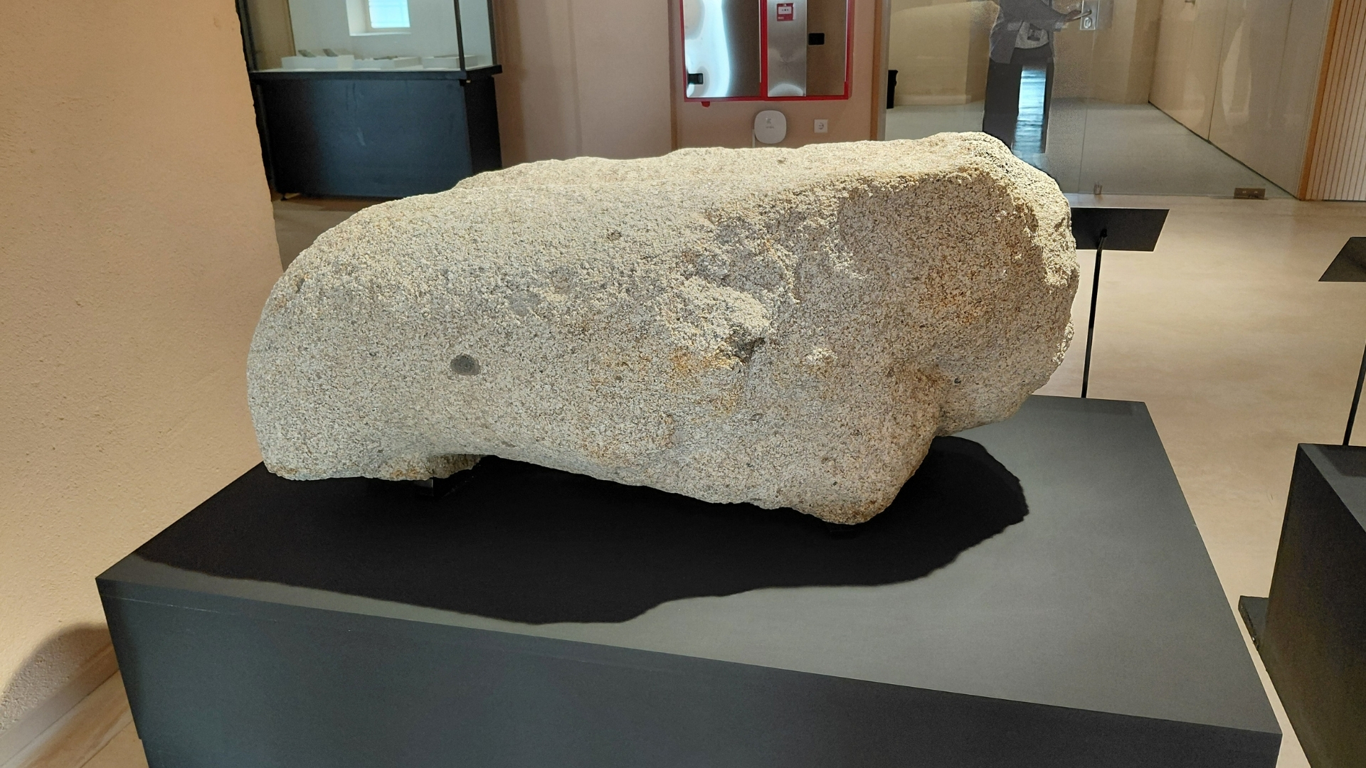  El Museo de Cáceres acoge desde este miércoles el verraco geminado 