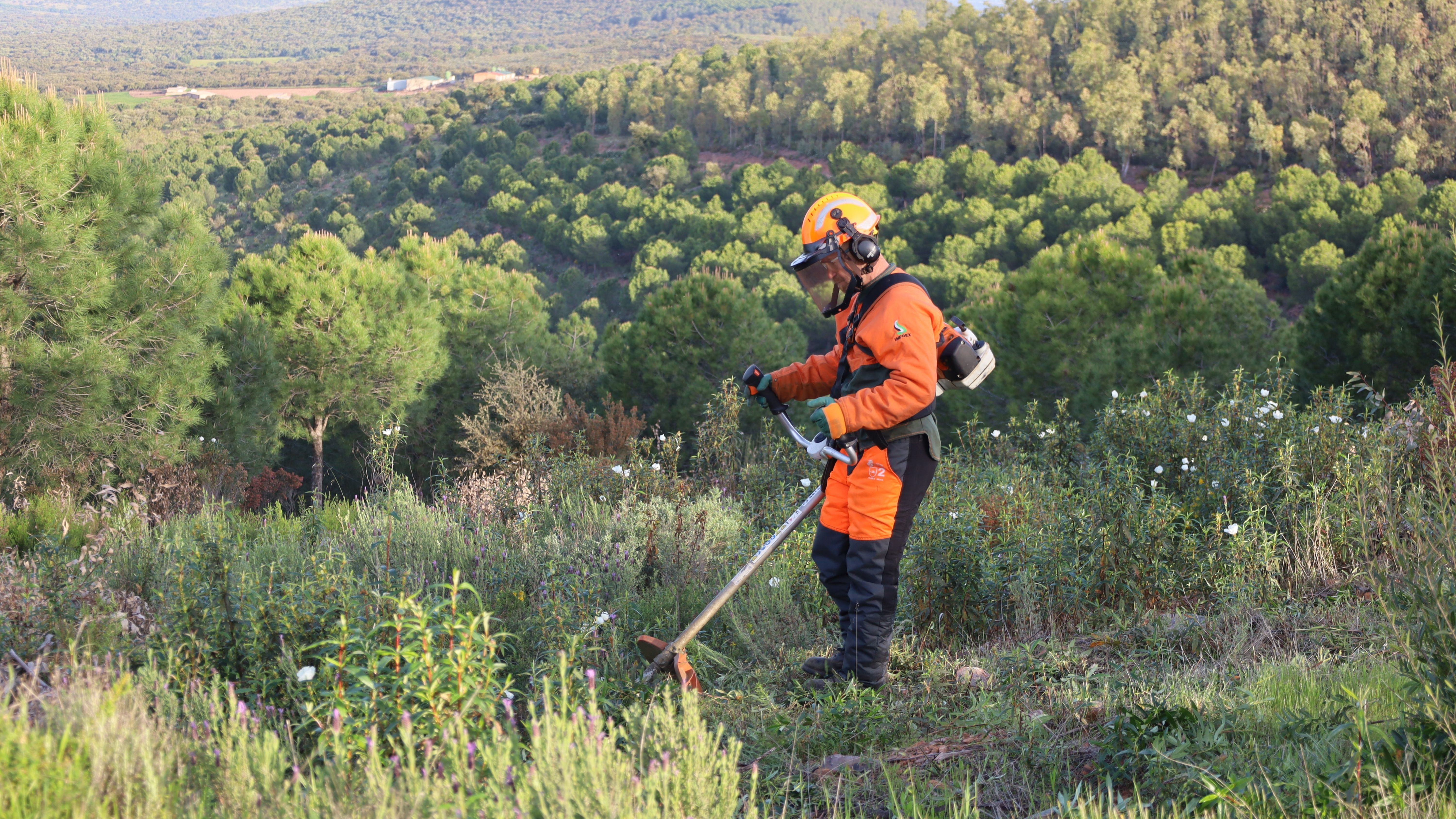 Efectivos del Plan Infoex realizan labores de desbroce en el monte para prevenir incendios.