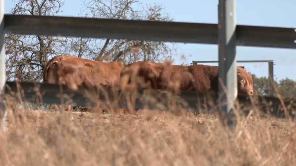Ganado de una de las explotaciones afectadas por brucelosis bovina
