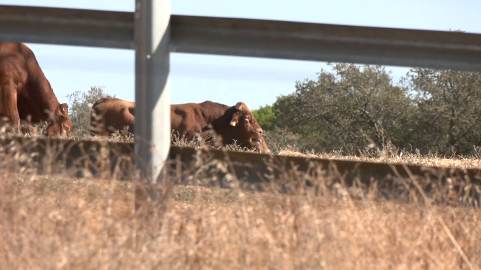 Vacas en la finca