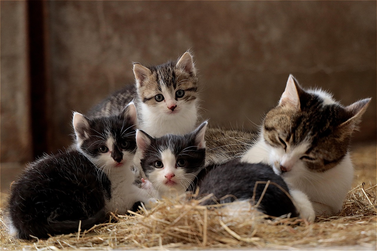 Gatos. 