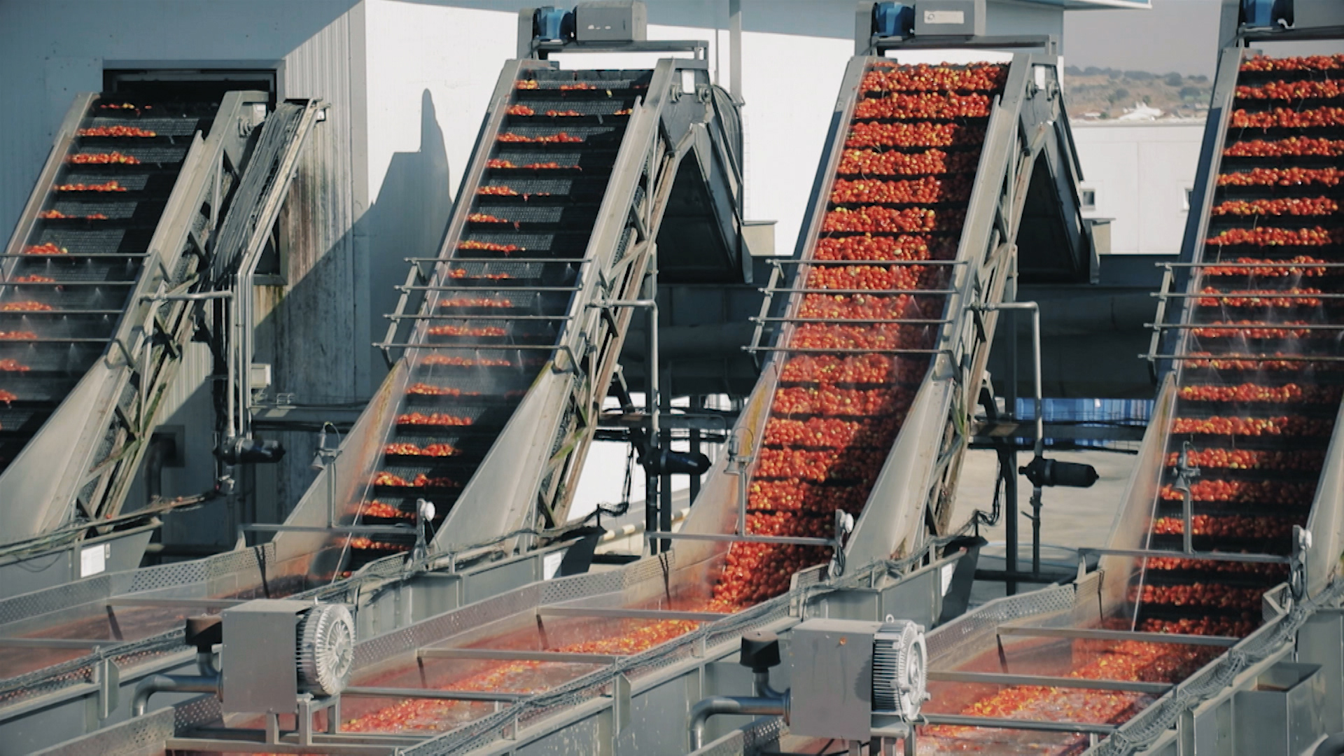 Tomate de industria en una cinta 