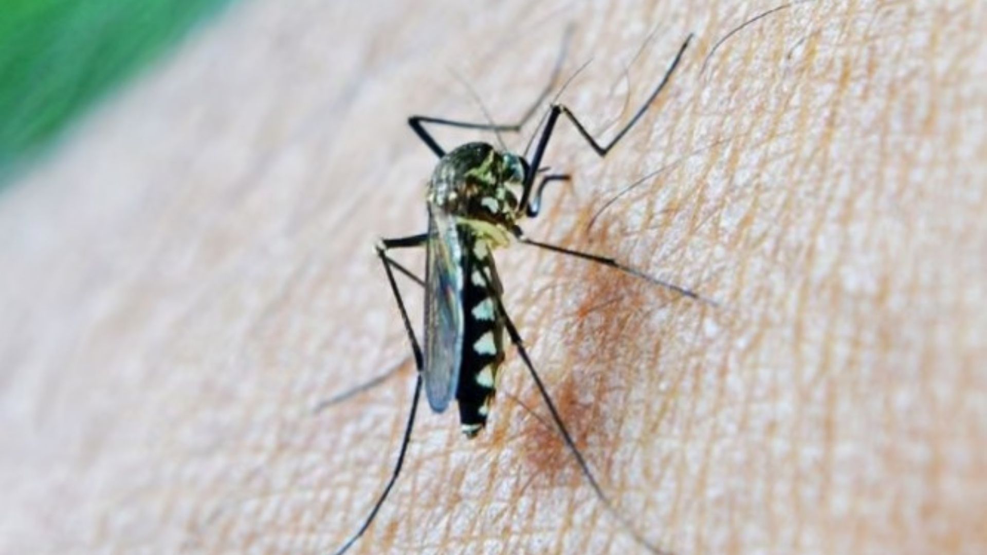 Mosquito posado sobre piel humana