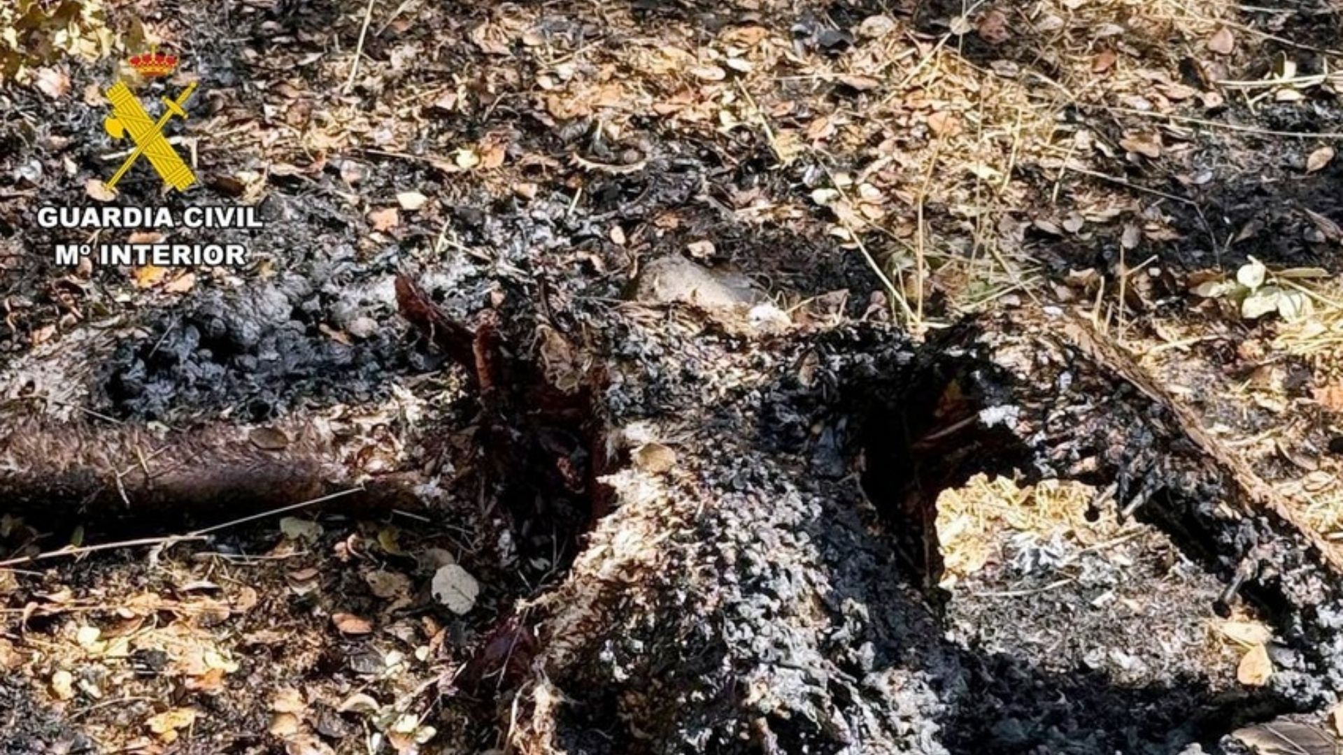 Buitre que provocó el incendio en Valdecaballeros tras caer en un tendido eléctrico