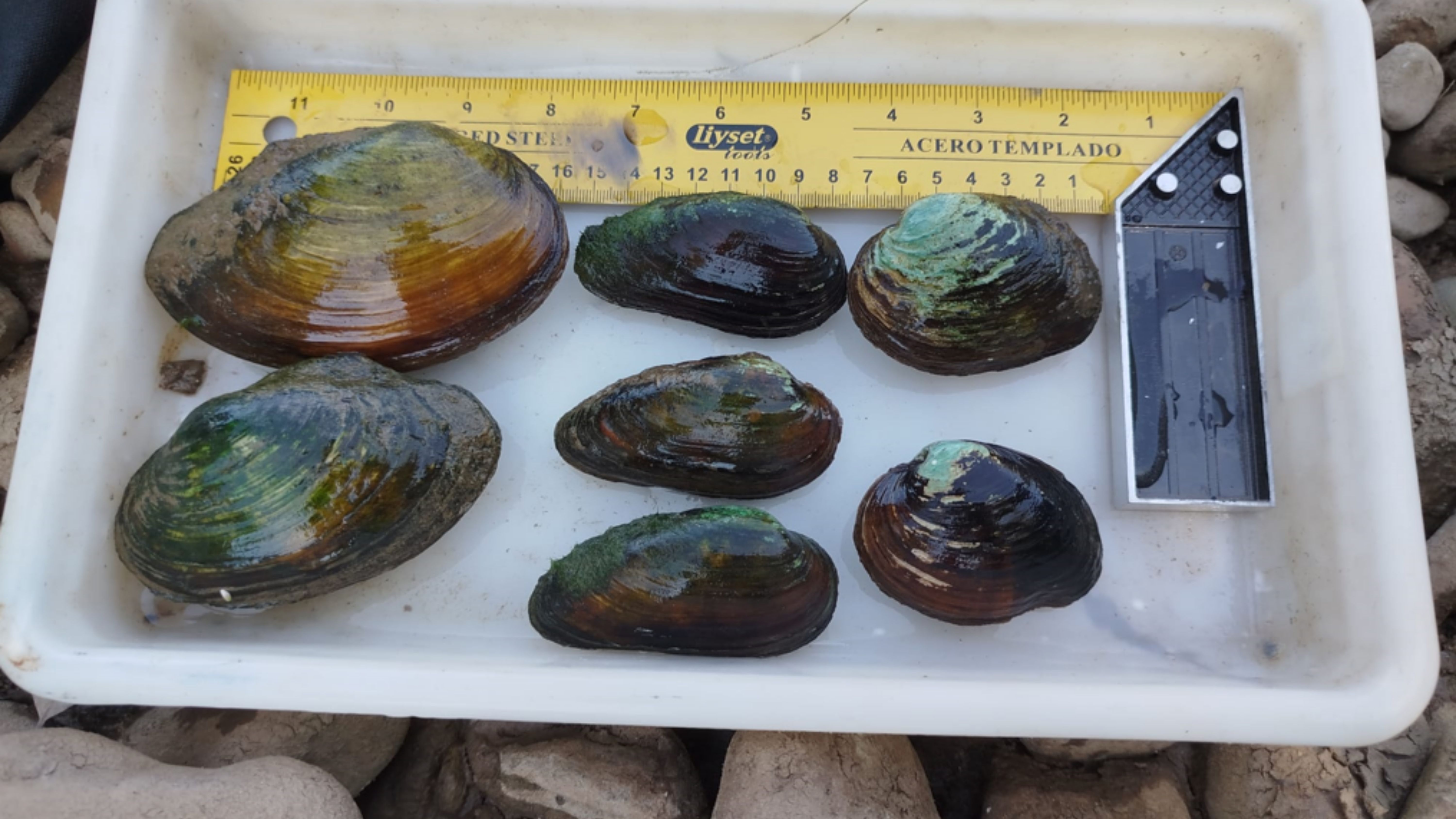 Náyades rescatadas en el río Guadiana.