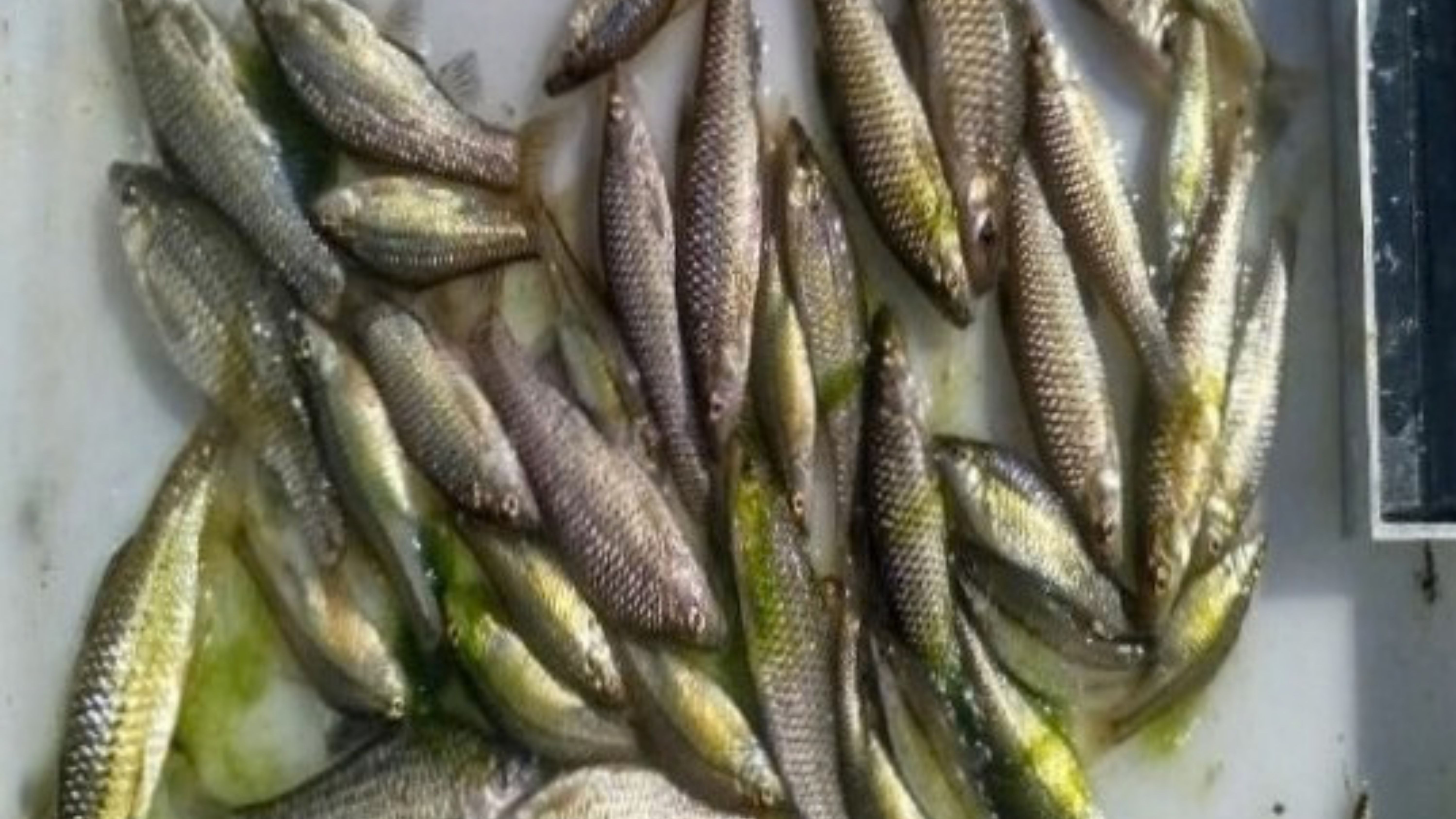 Ejemplares de pez chino retirados en el embalse de Alcollarín.