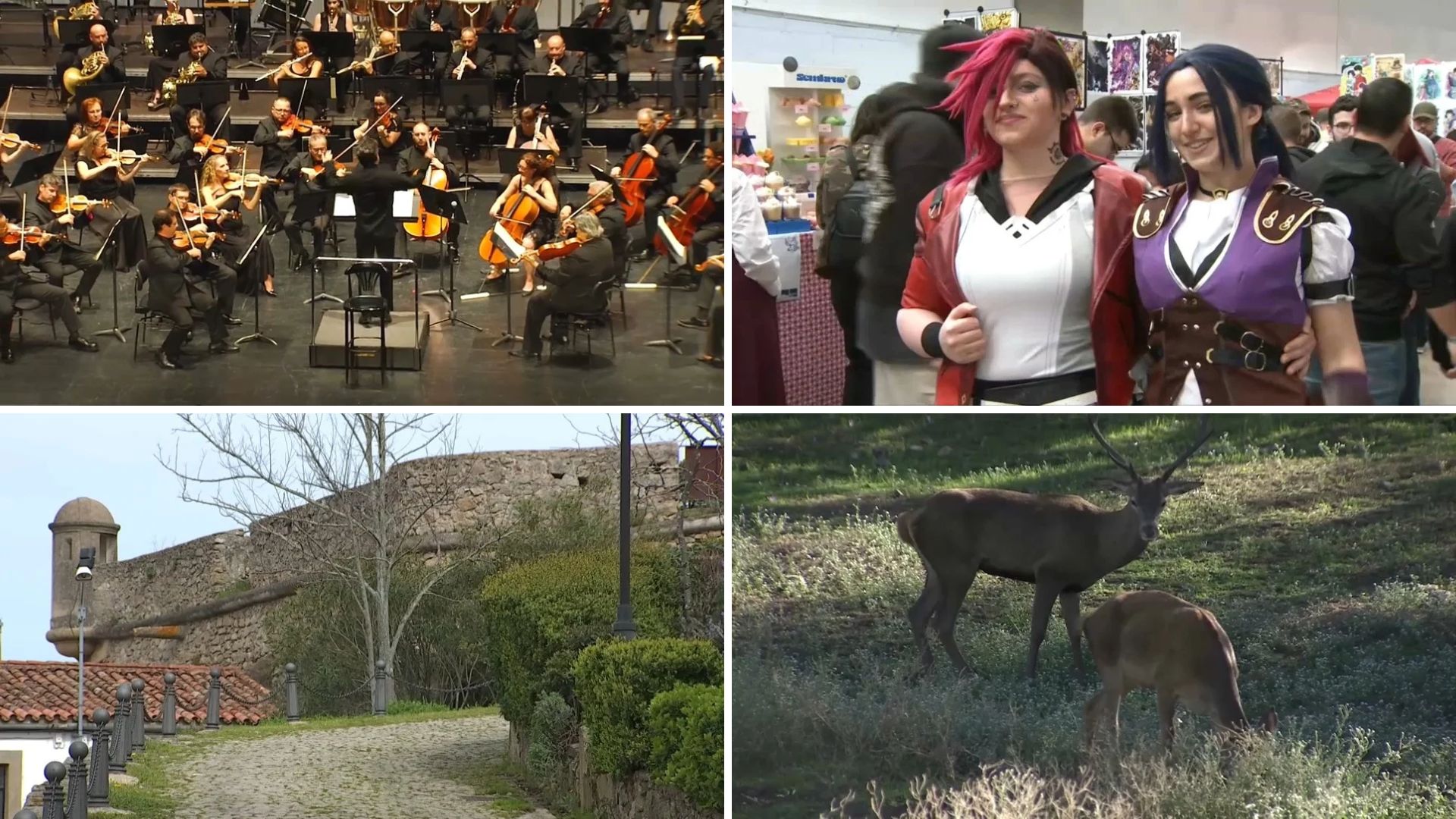 La Orquesta de Extremadura, jóvenes en un festival manga, castillo de Valencia de Alcántara y ciervos, en imágenes de archivo