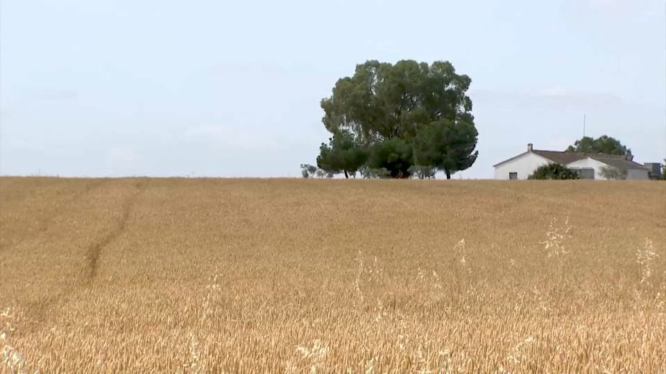 Campo de cereal en Extremadura