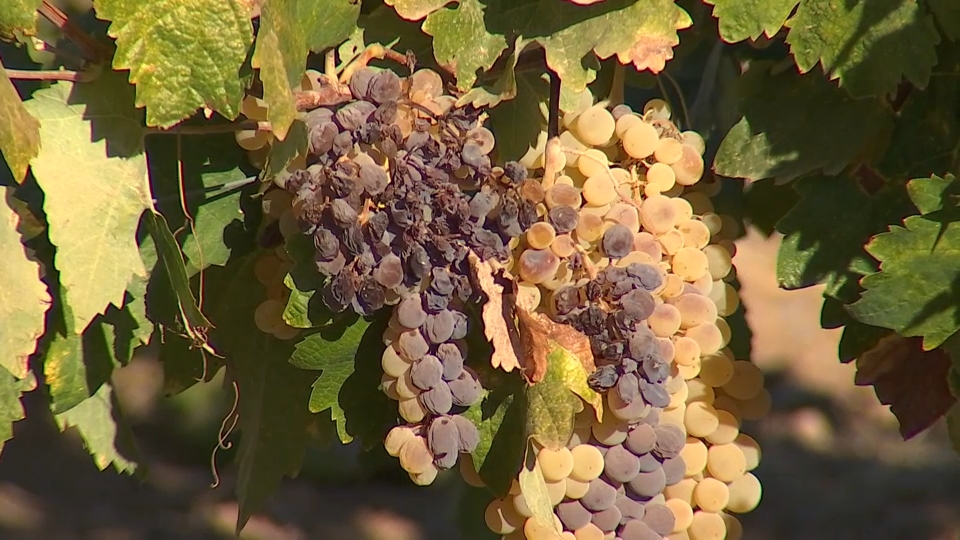 Uva de mesa en el campo extremeño