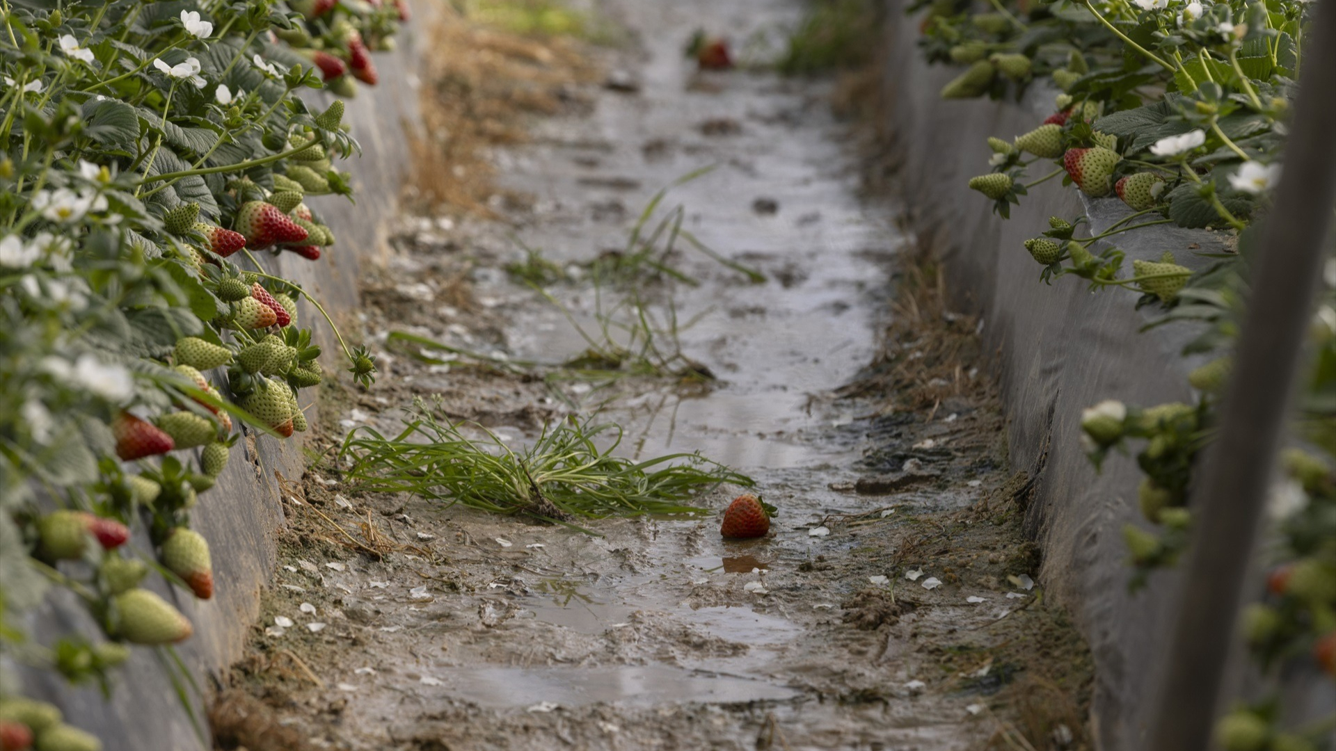 Agricultura publica un tercer listado de 1.433 beneficiarios de ayudas por los daños de las borrascas