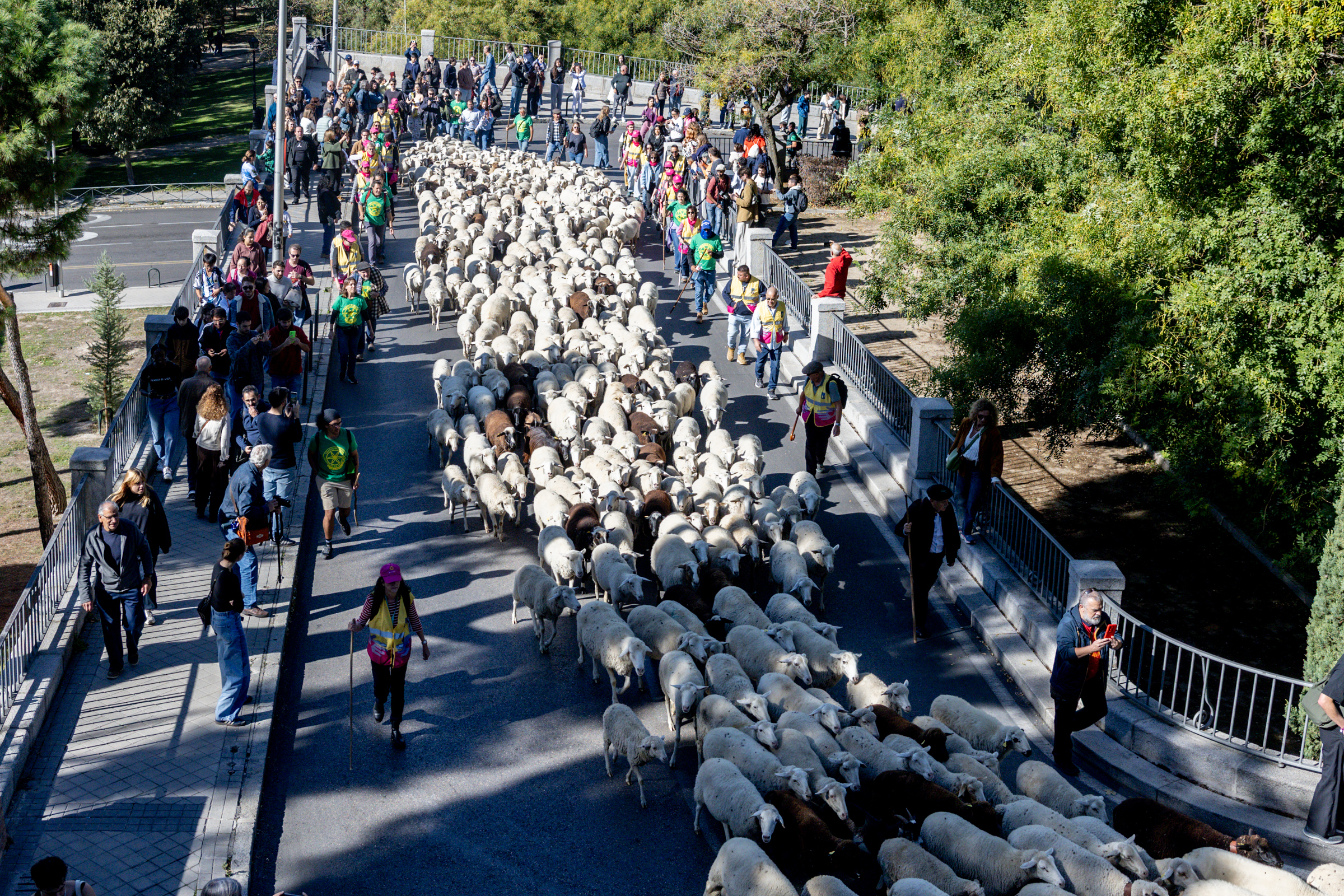 Rebaños de ovejas atraviesan el centro de Madrid durante la 33ª edición de la Fiesta del Pastor y de la Trashumancia, a 25 de octubre de 2026, en Madrid.