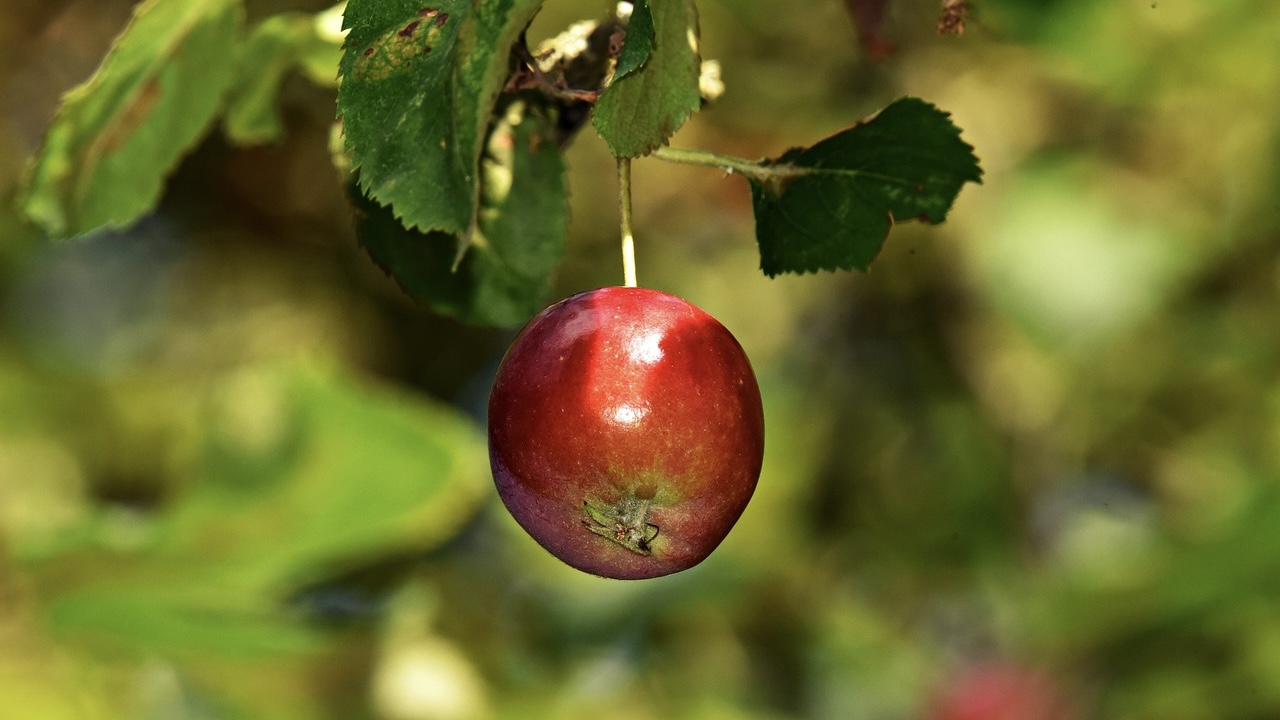 Manzana 