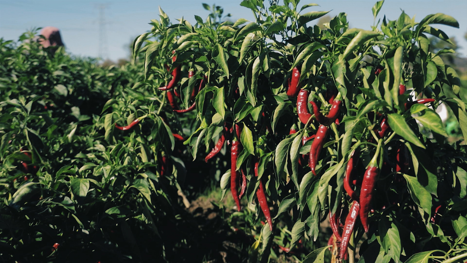 Pimiento para pimentón en una finca