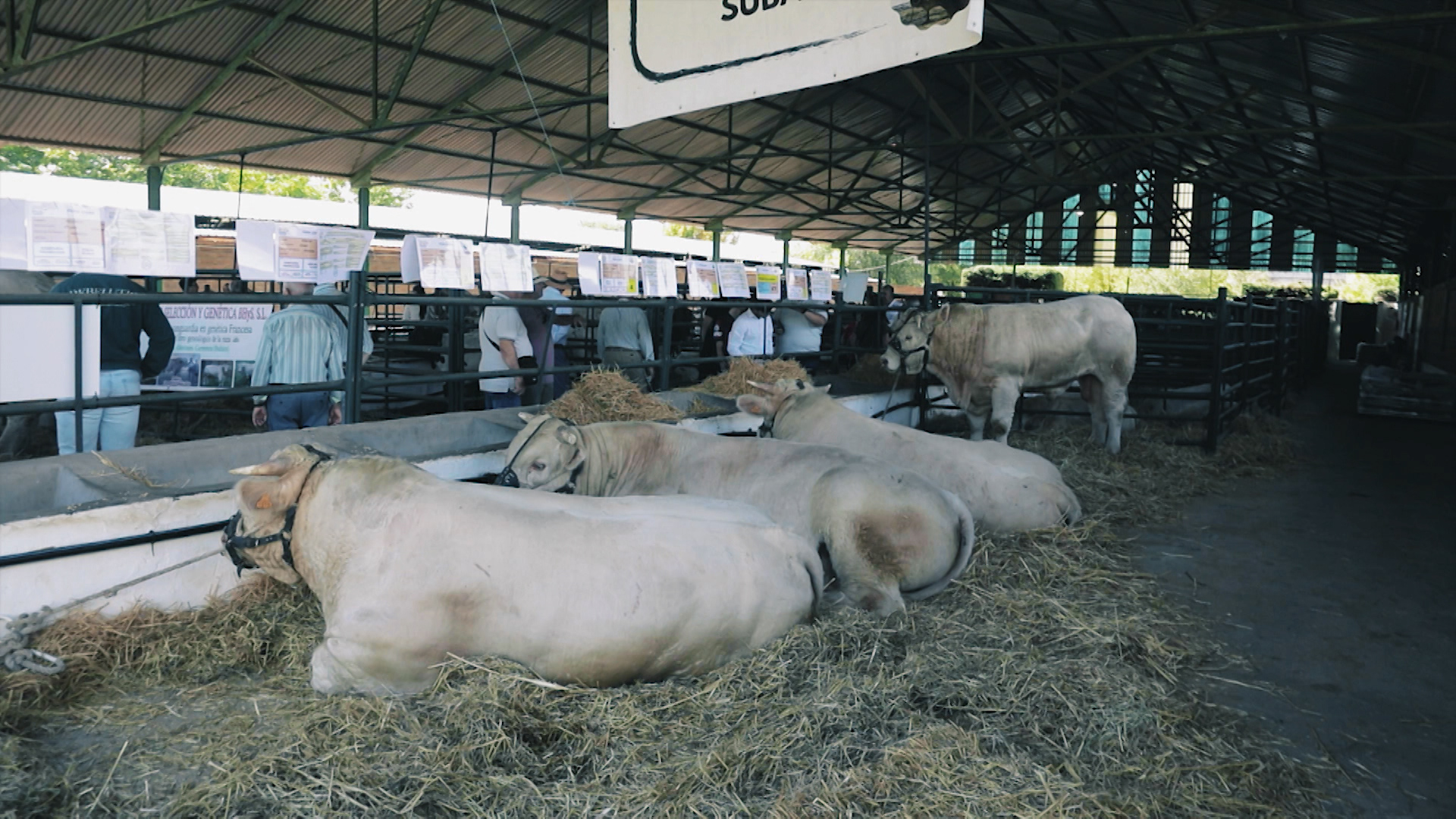 Ganado en la Feria de Zafra