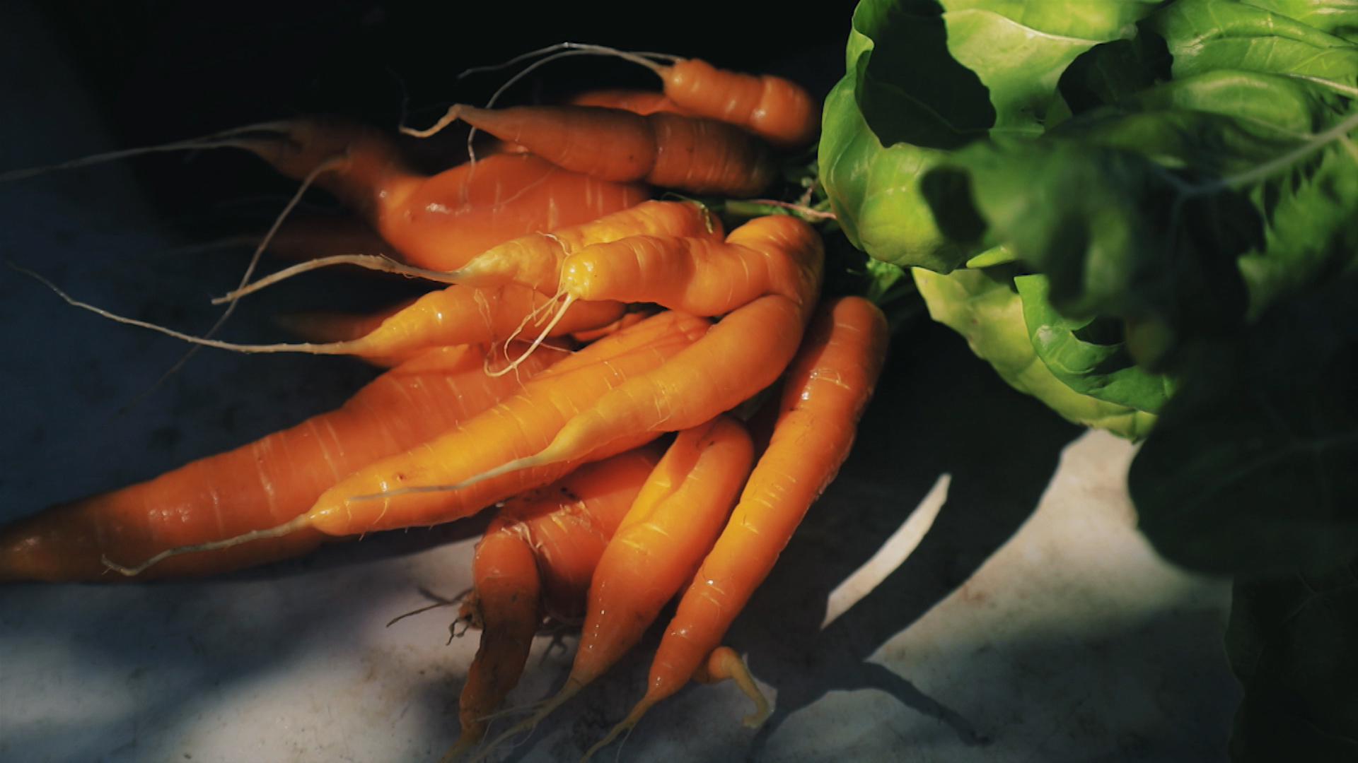 Zanahorias tras su recolección