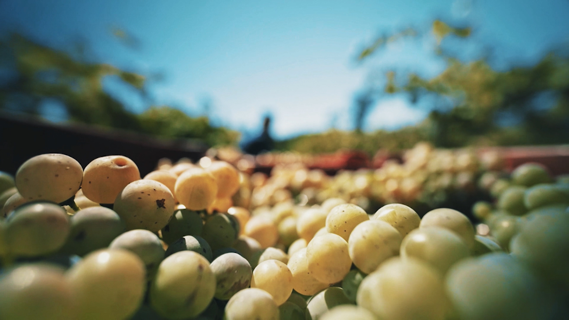 Uvas recolectadas
