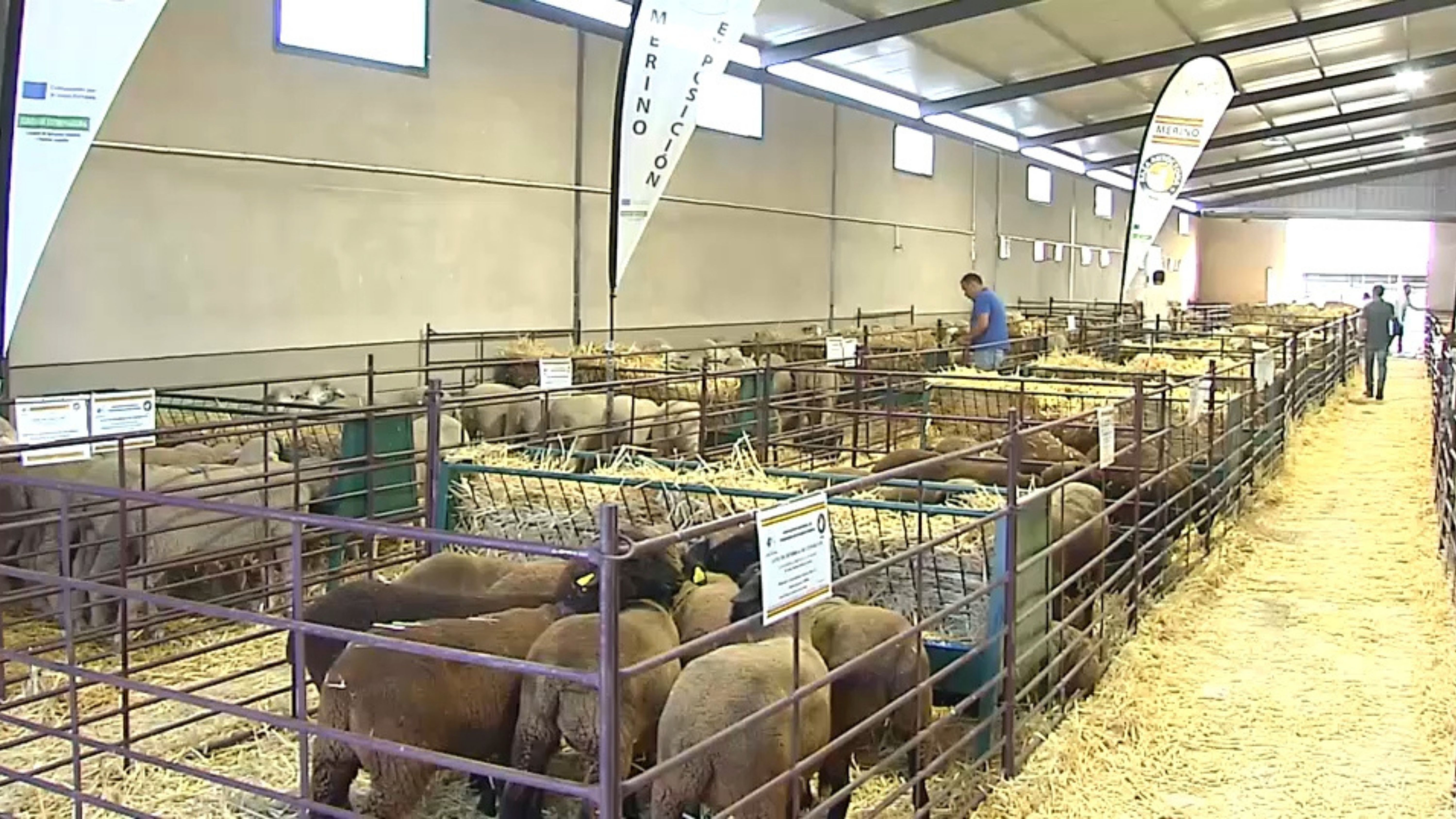 Feria de Ganado de Albalá