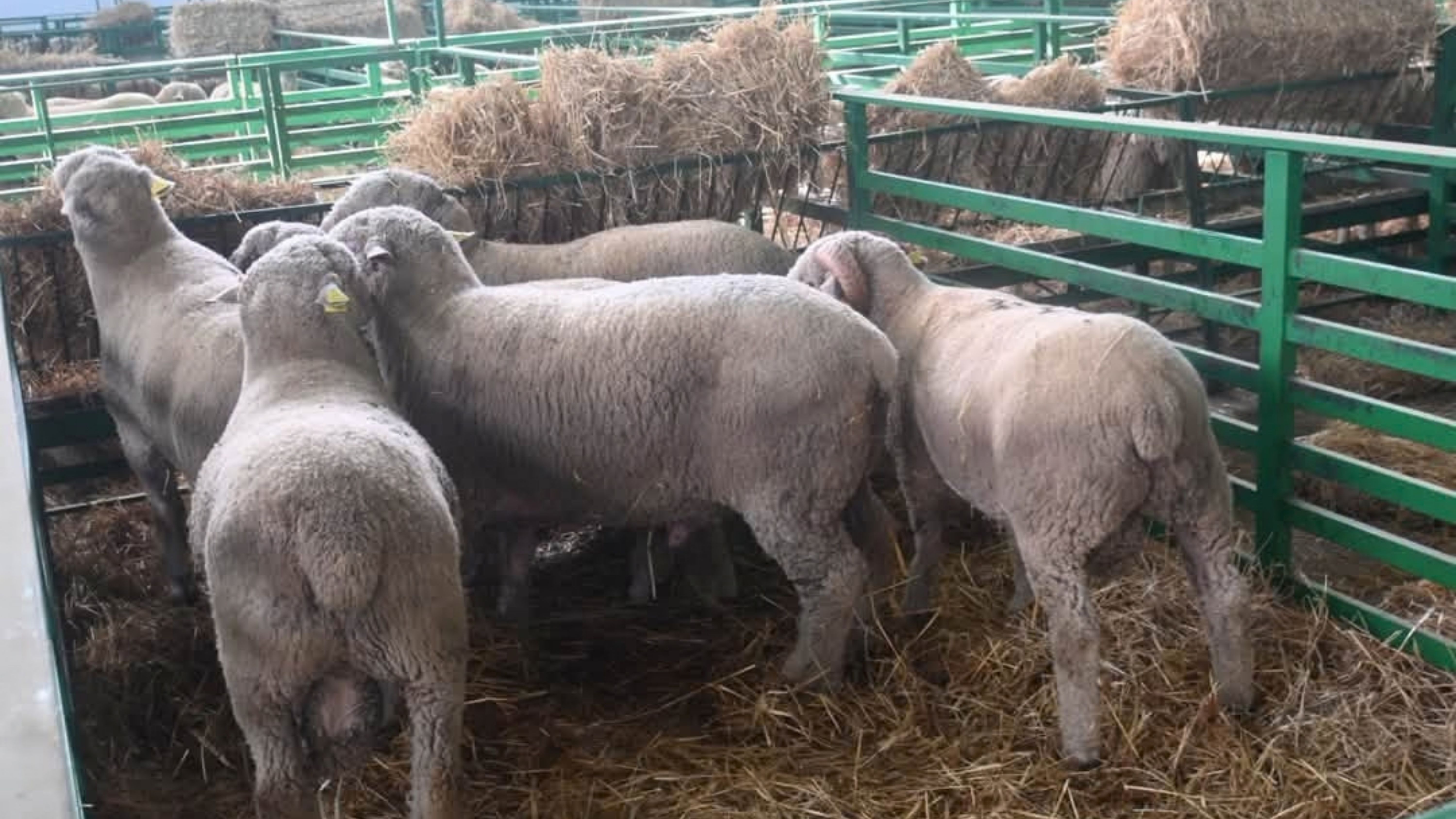 Subastas de ovino en la Feria de Zafra. 
