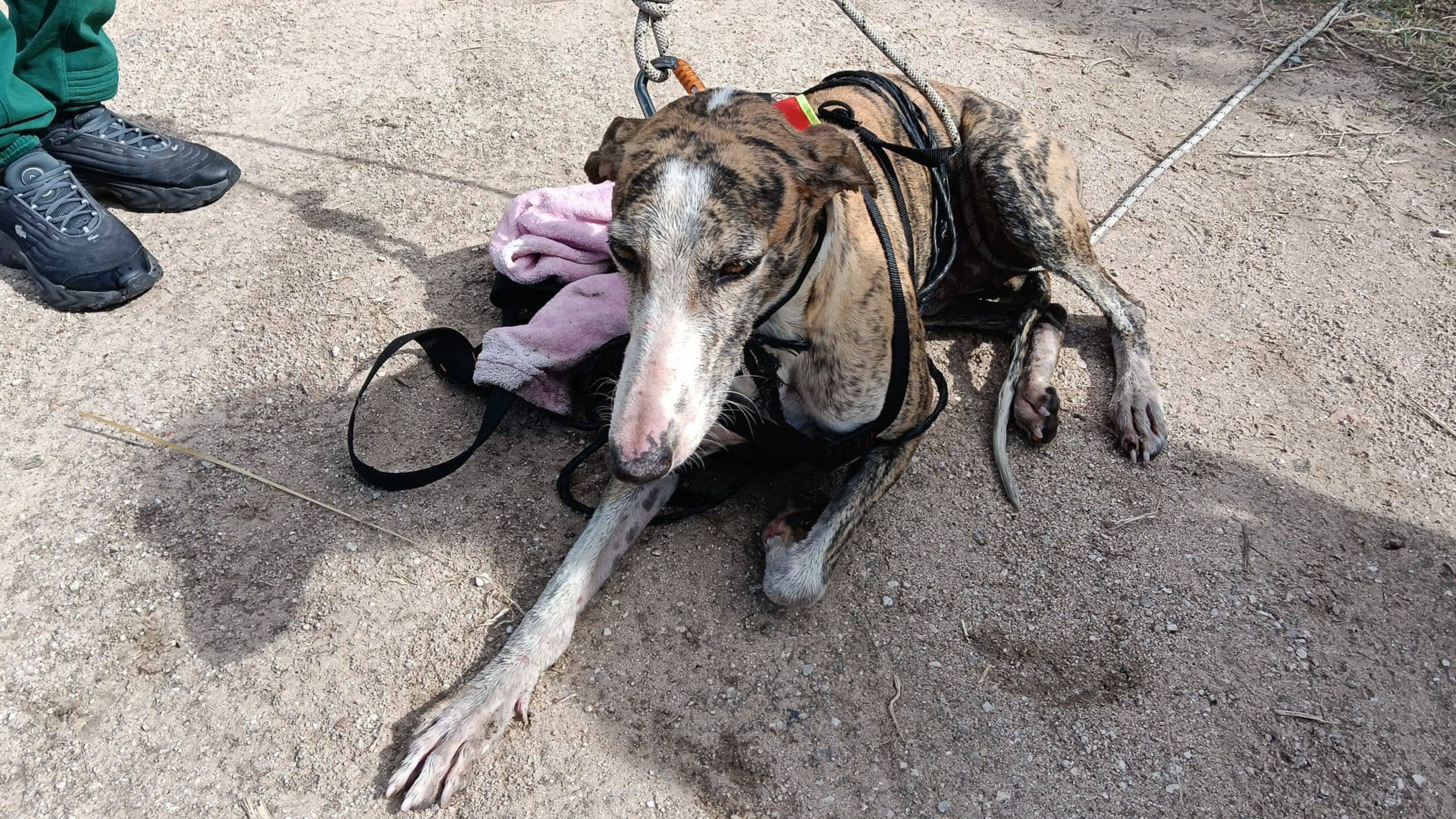 Ismael, el galgo rescatado de un pozo en Villanueva de la Serena. 