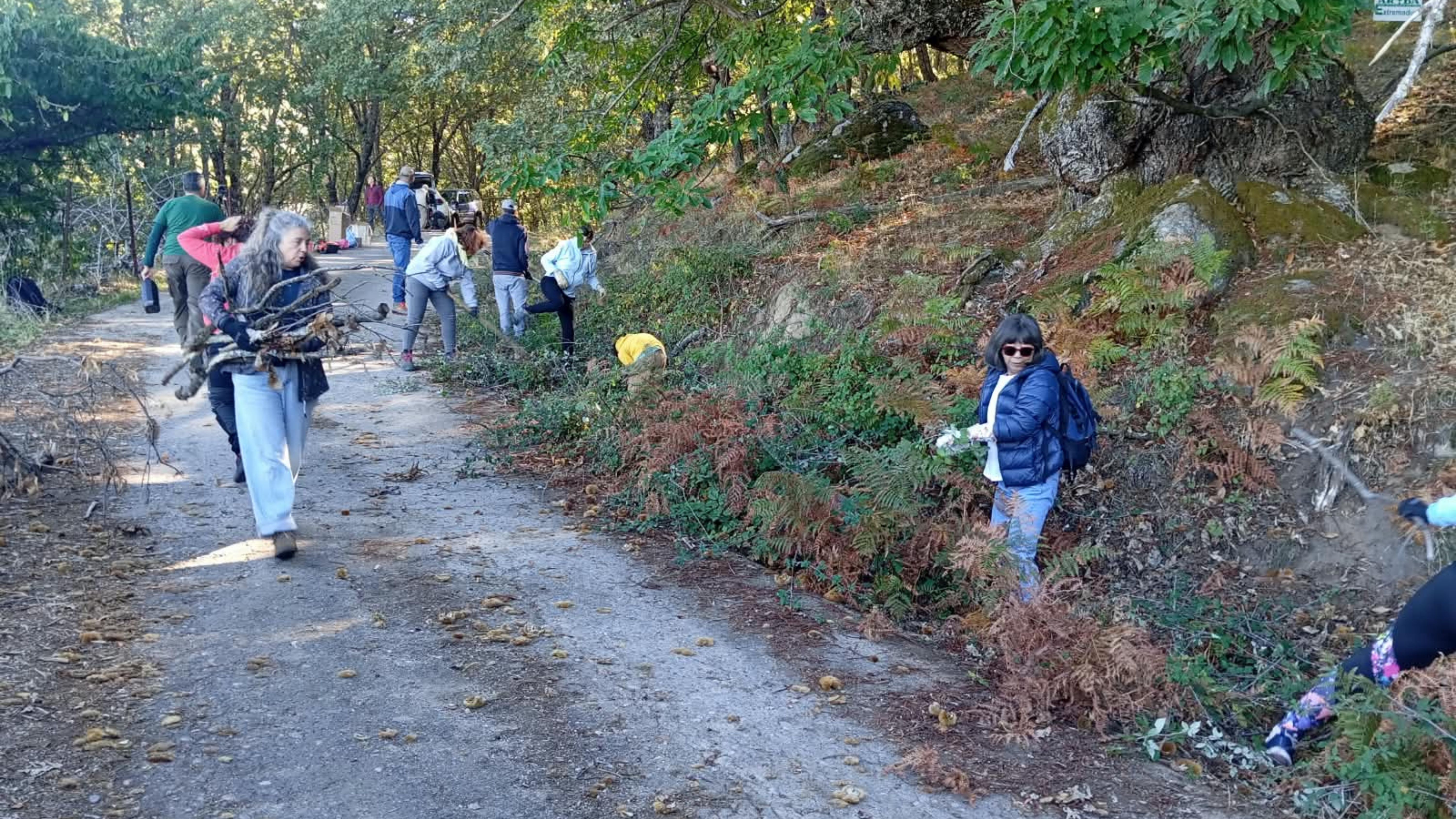 Trabajos de limpieza y recuperación del entorno de los Castaños del Priscal, en Casas del Monte (Cáceres)
