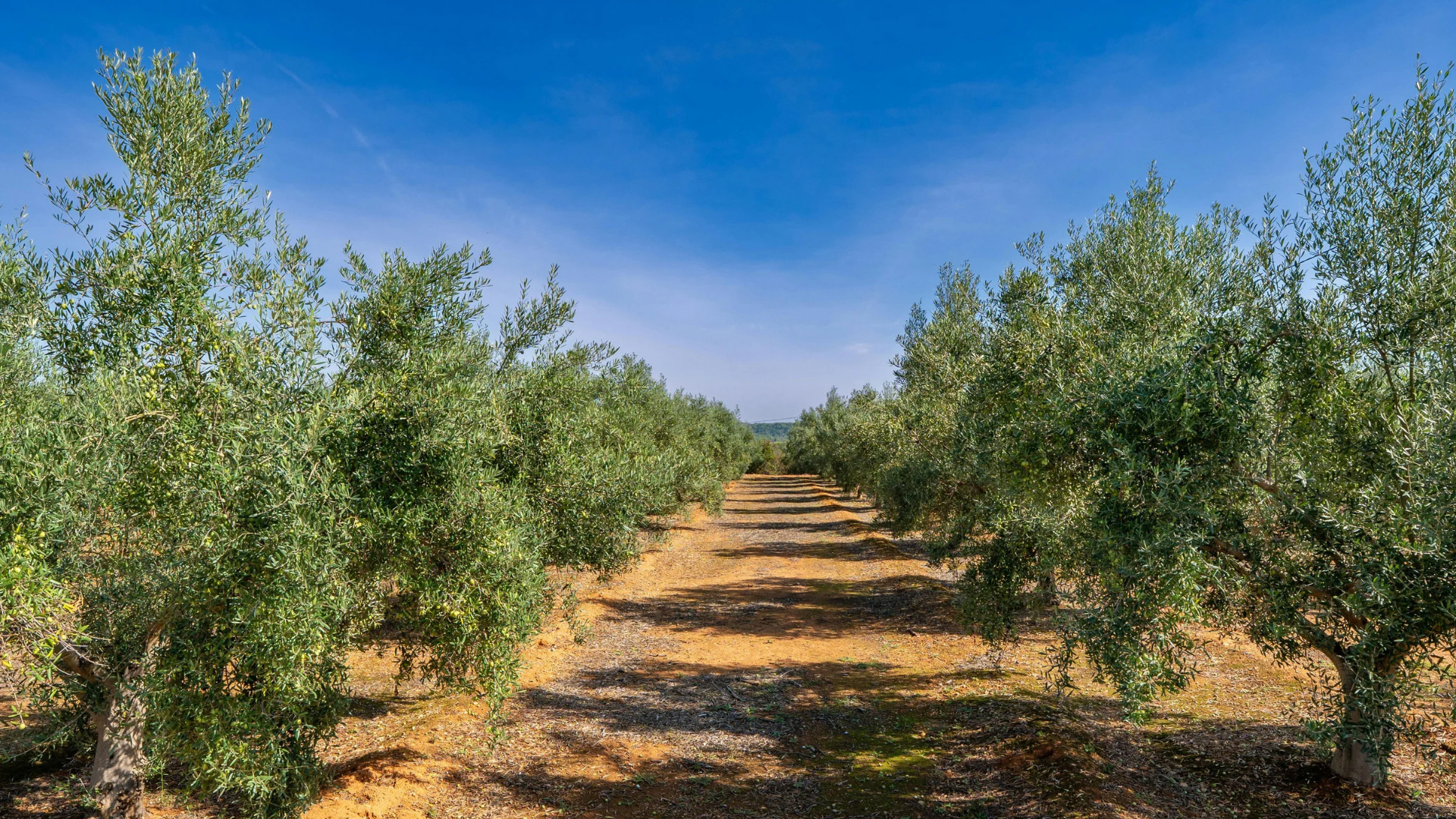 Olivos con aceitunas